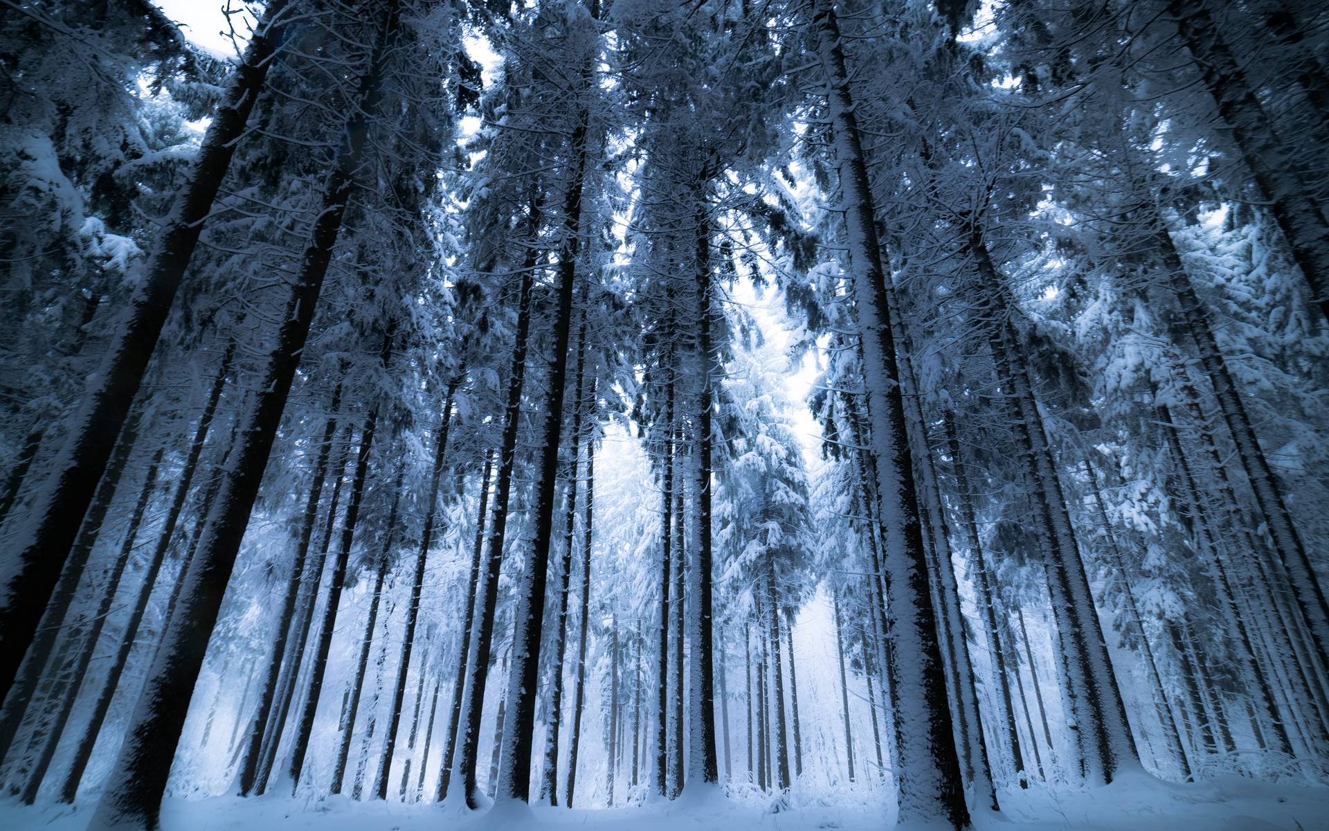 White Forest Wallpaper Free White Forest Background