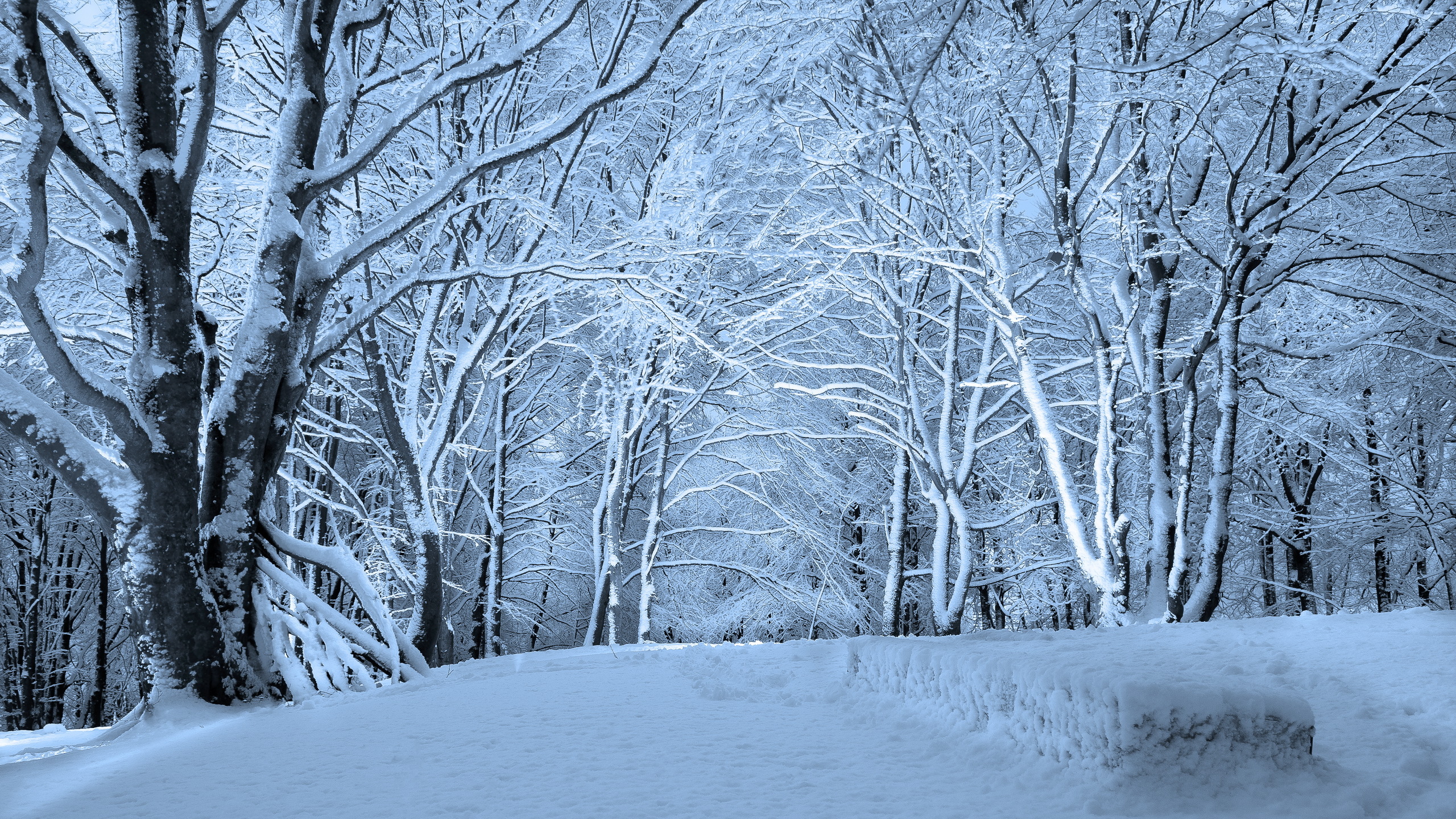 Wallpaper dark, forest, trees, winter, snow for mobile and desktop