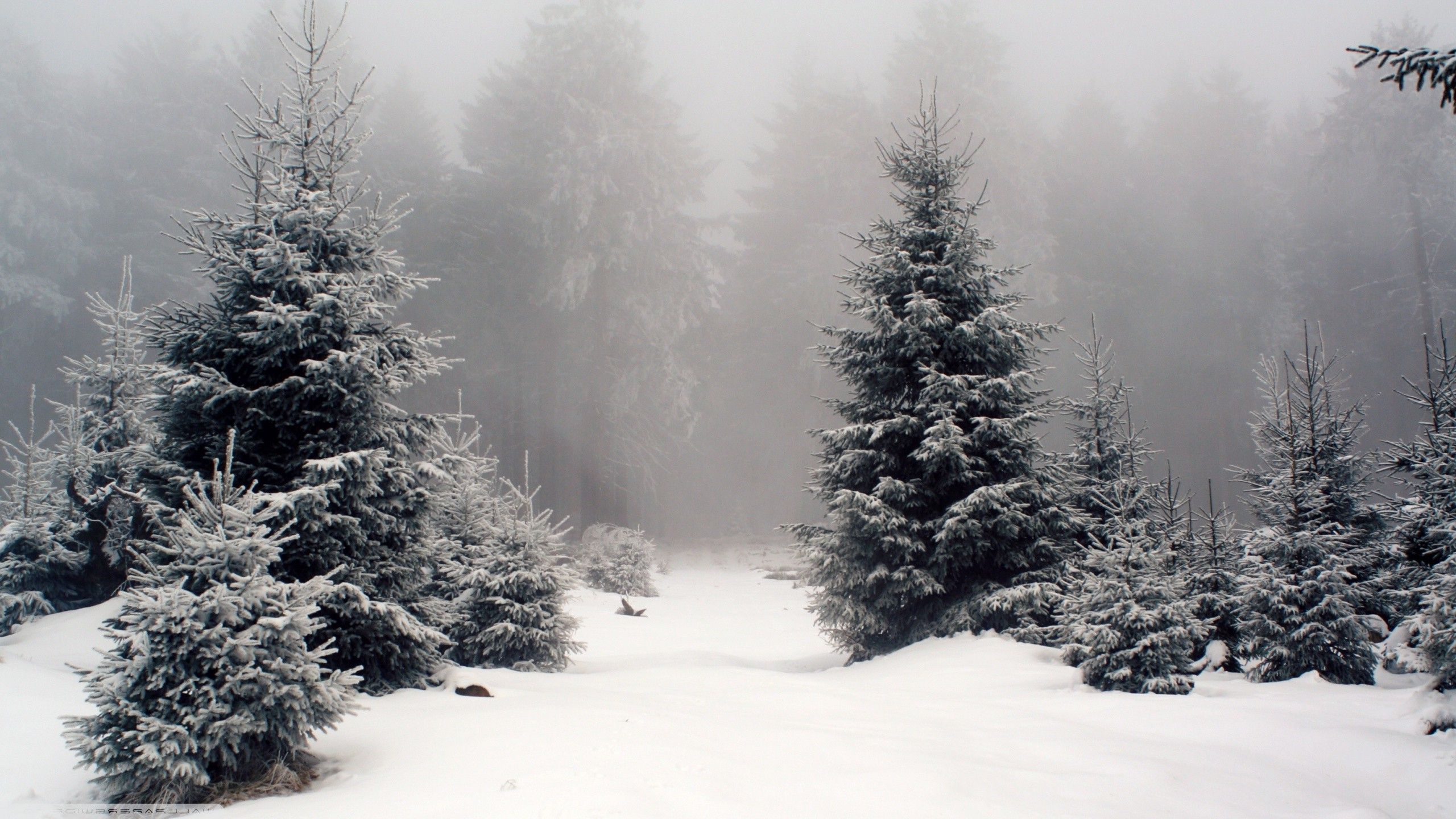 Snow Forest Wallpaper Free Snow Forest Background