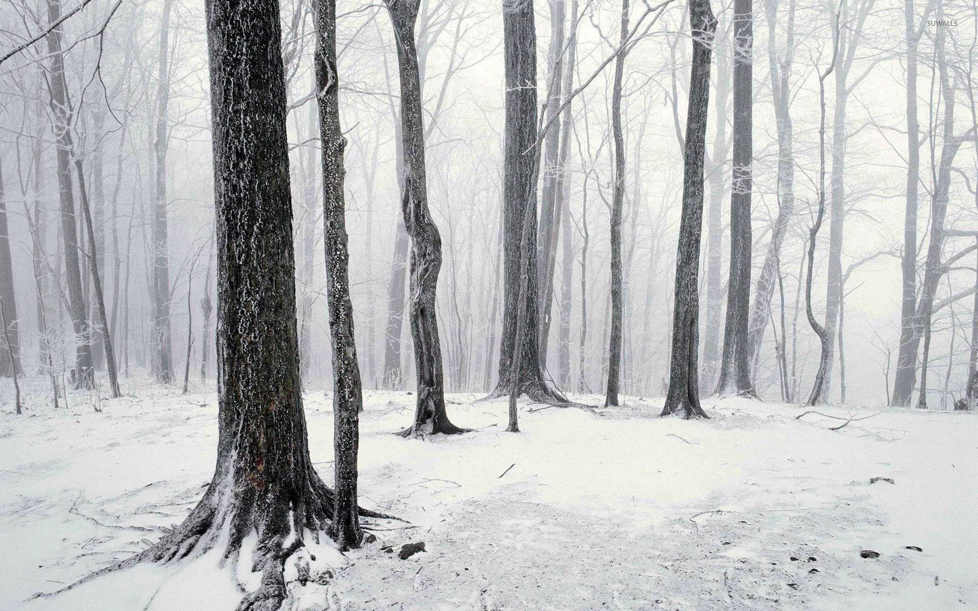 Winter Forest
