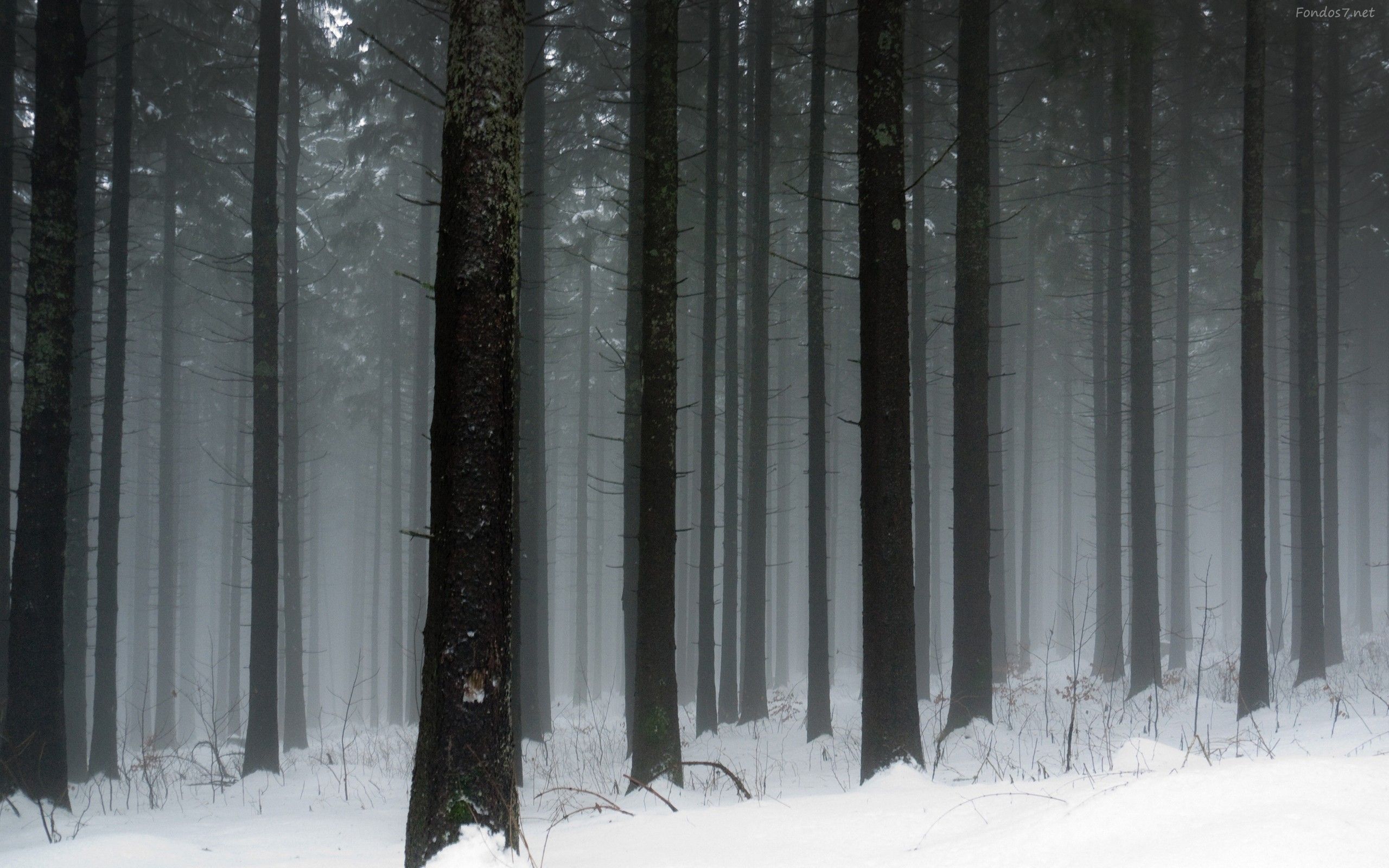 Snow forest, Forest wallpaper, Winter forest wallpaper