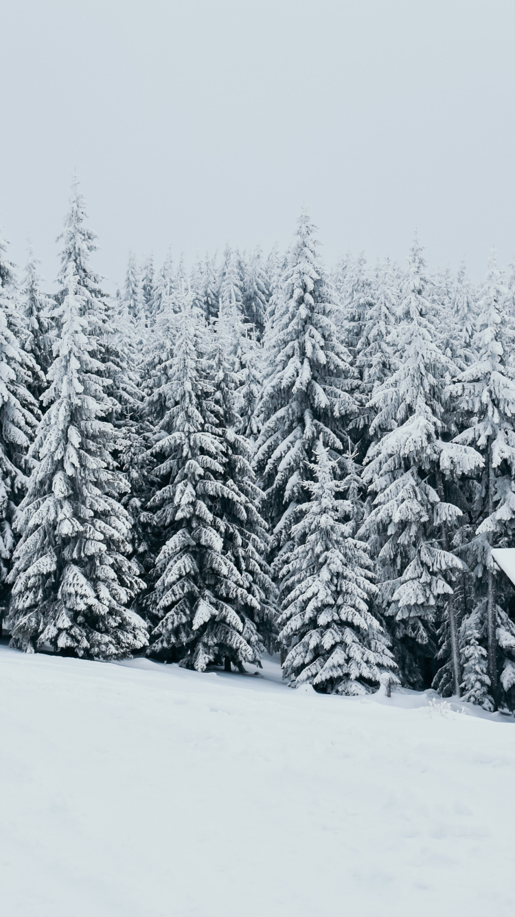 Download Hut, house, winter, forest, trees, white, nature wallpaper, 750x1334, iphone 7, iPhone 8