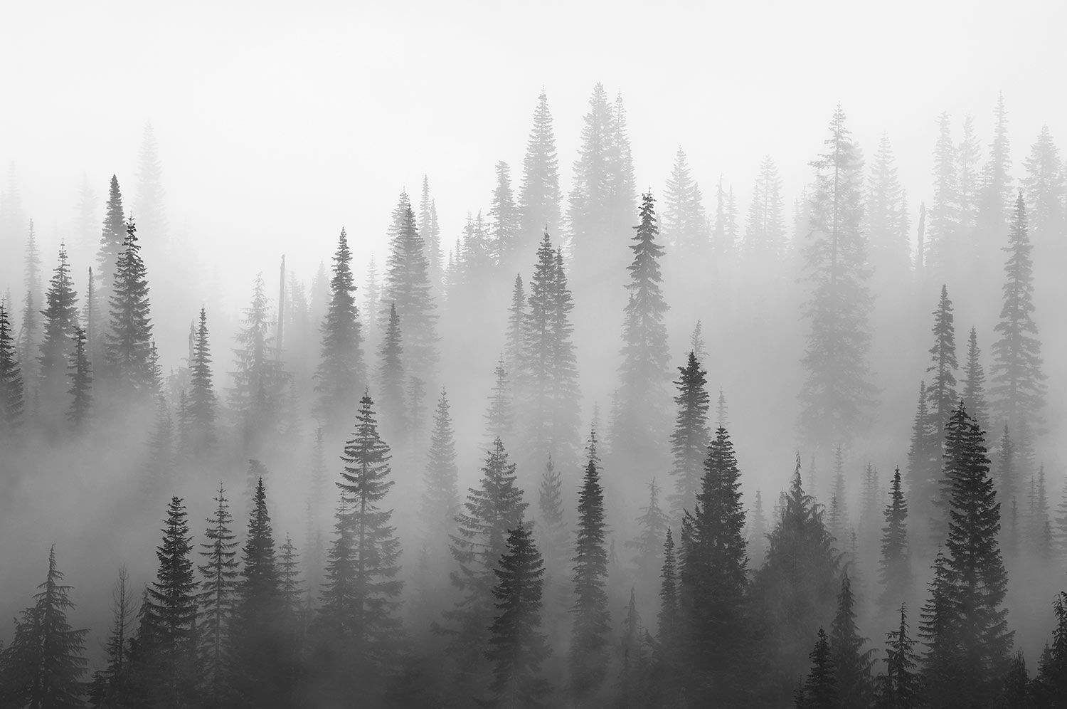 Black and White Forest Wallpaper, HD Black and White Forest Background on WallpaperBat