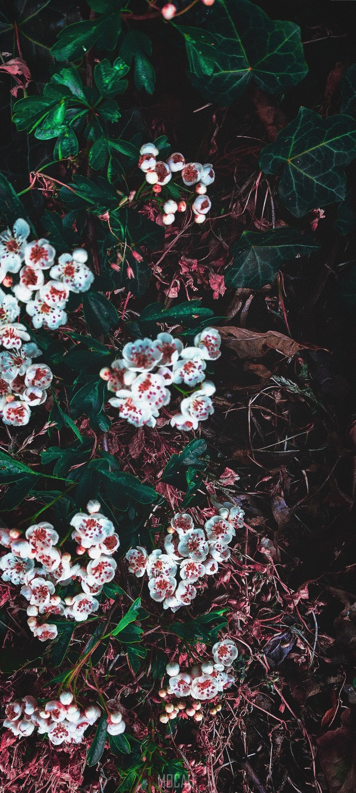 HD wallpaper, Background