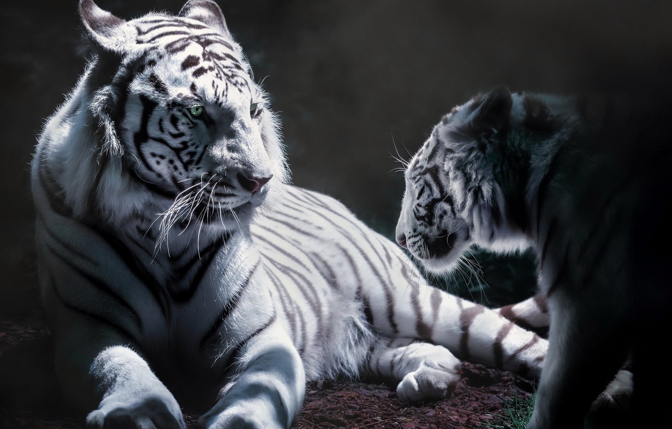 Wallpaper animals, background, tigers image for desktop, section кошки