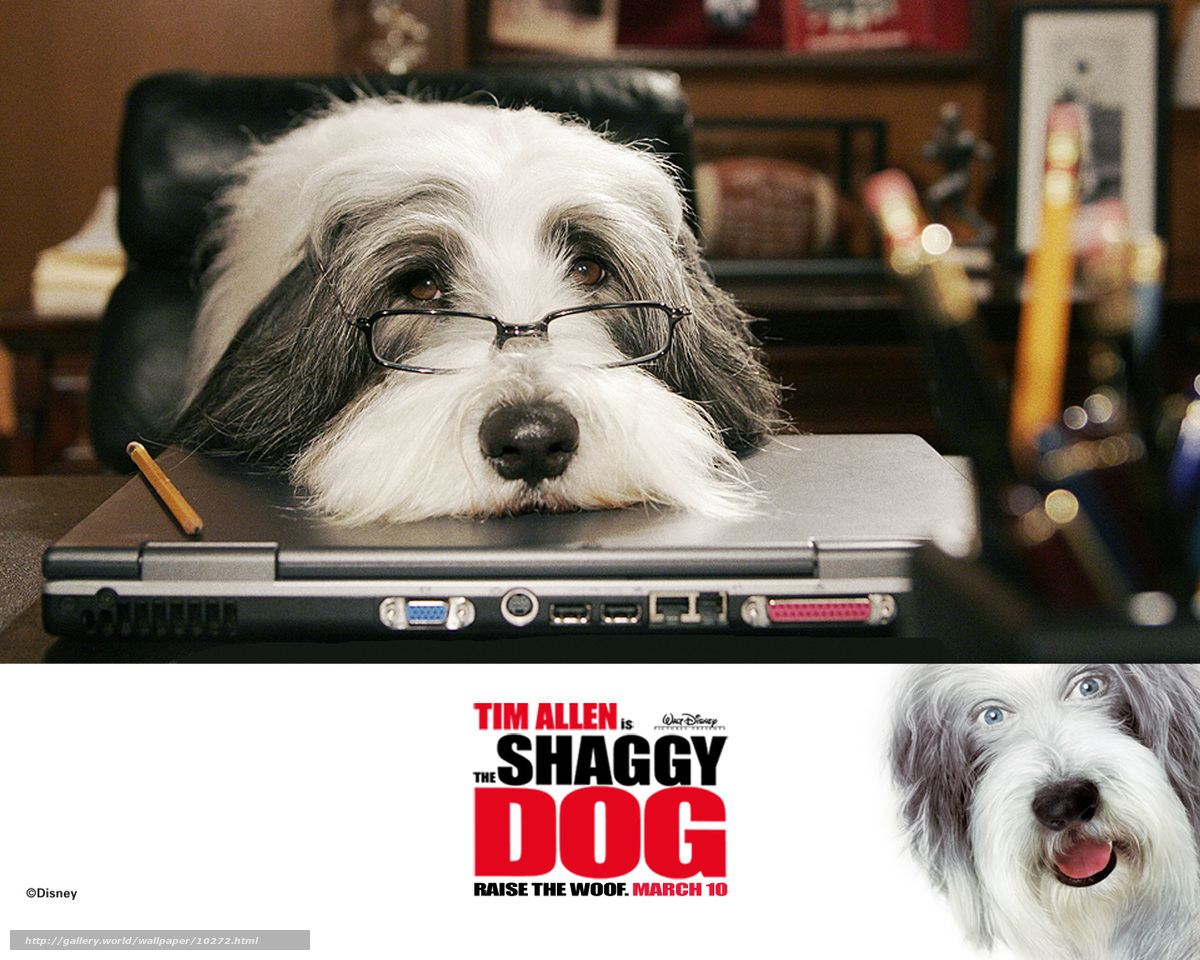 Download wallpaper Shaggy Dad, The Shaggy Dog, film, movies free desktop wallpaper in the resolution 1280x1024