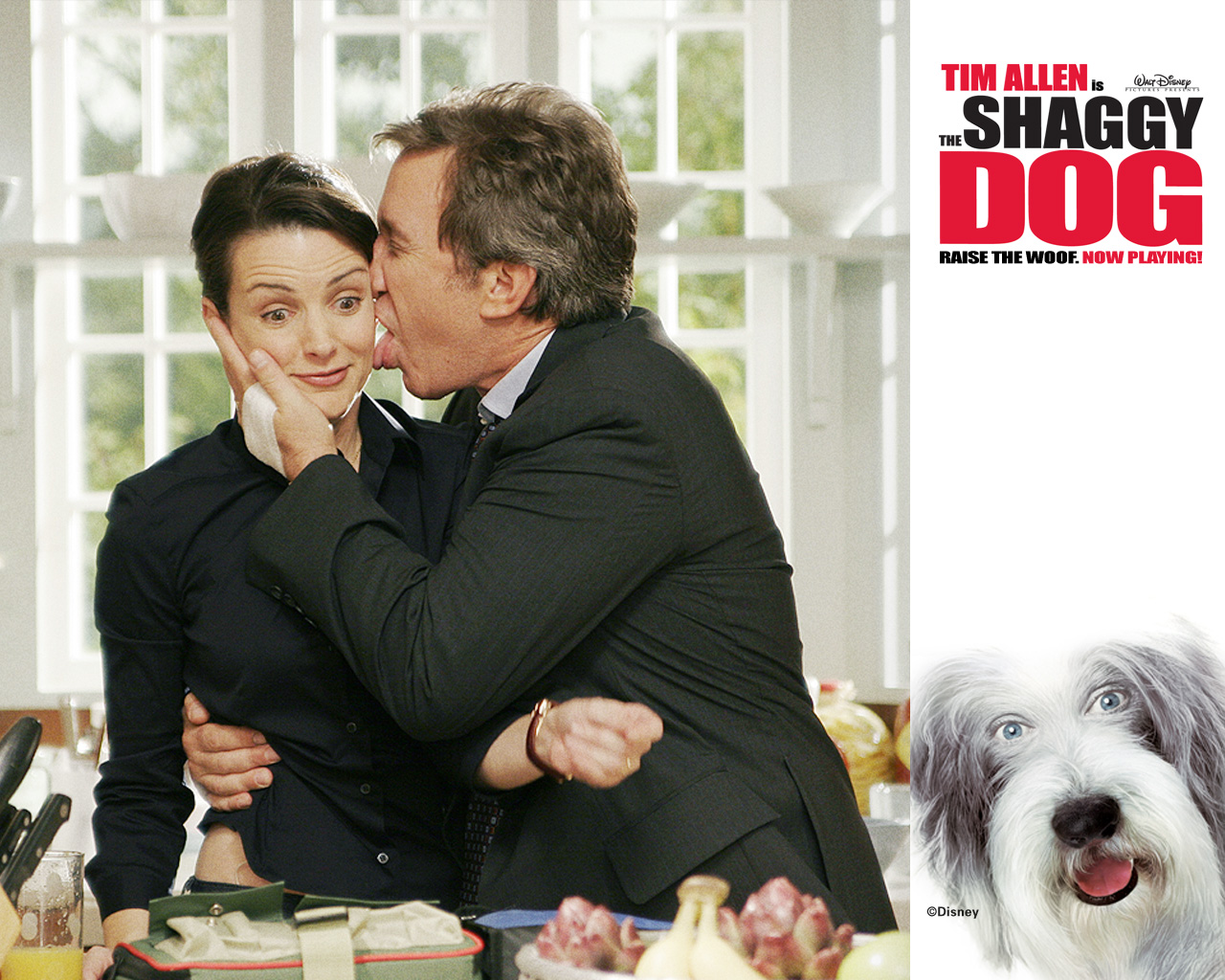 Download The Shaggy Dog Wallpaper 1280x1024