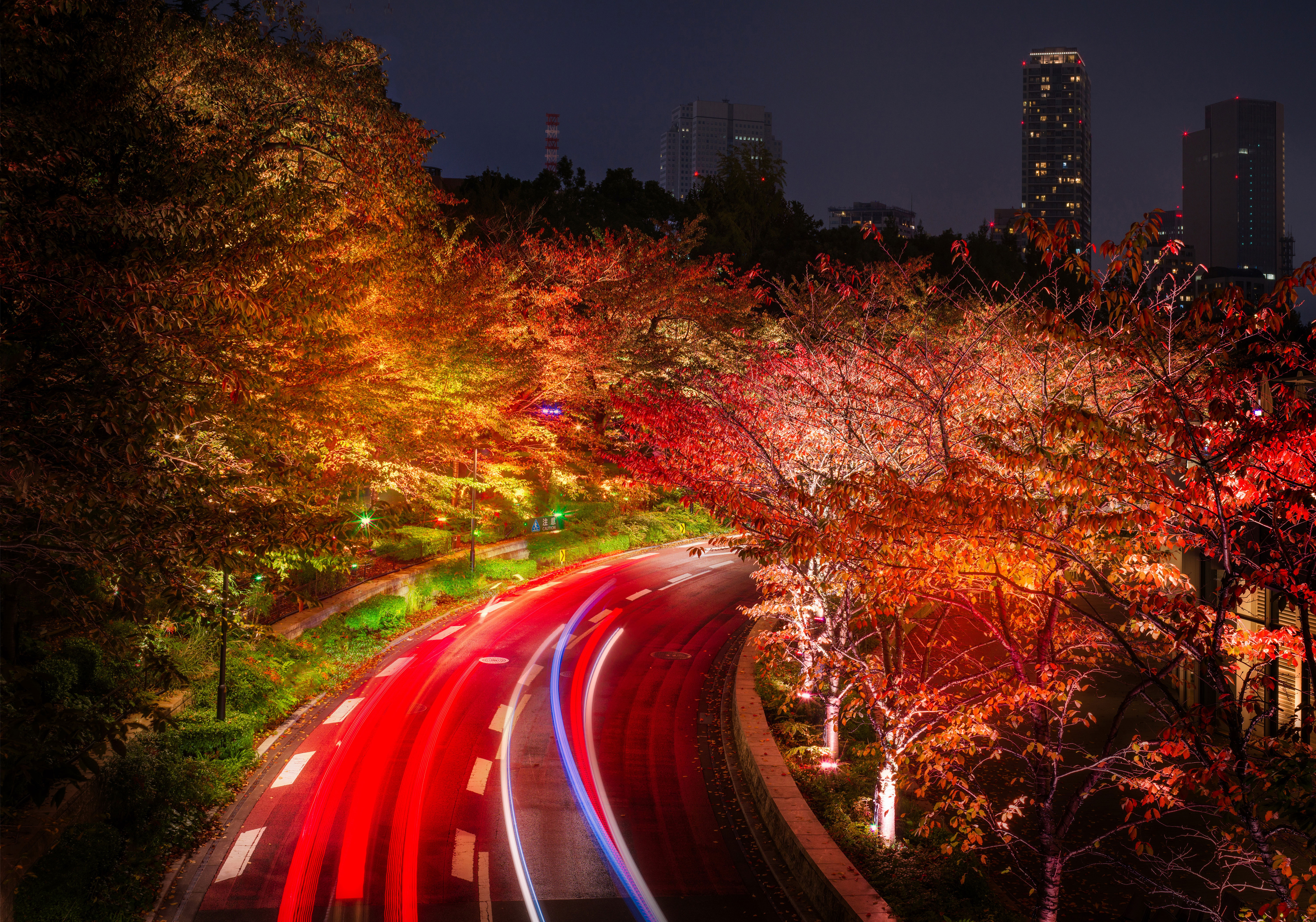 Japan Tokyo Roads Autumn Trees Night, HD Nature, 4k Wallpaper, Image, Background, Photo and Picture