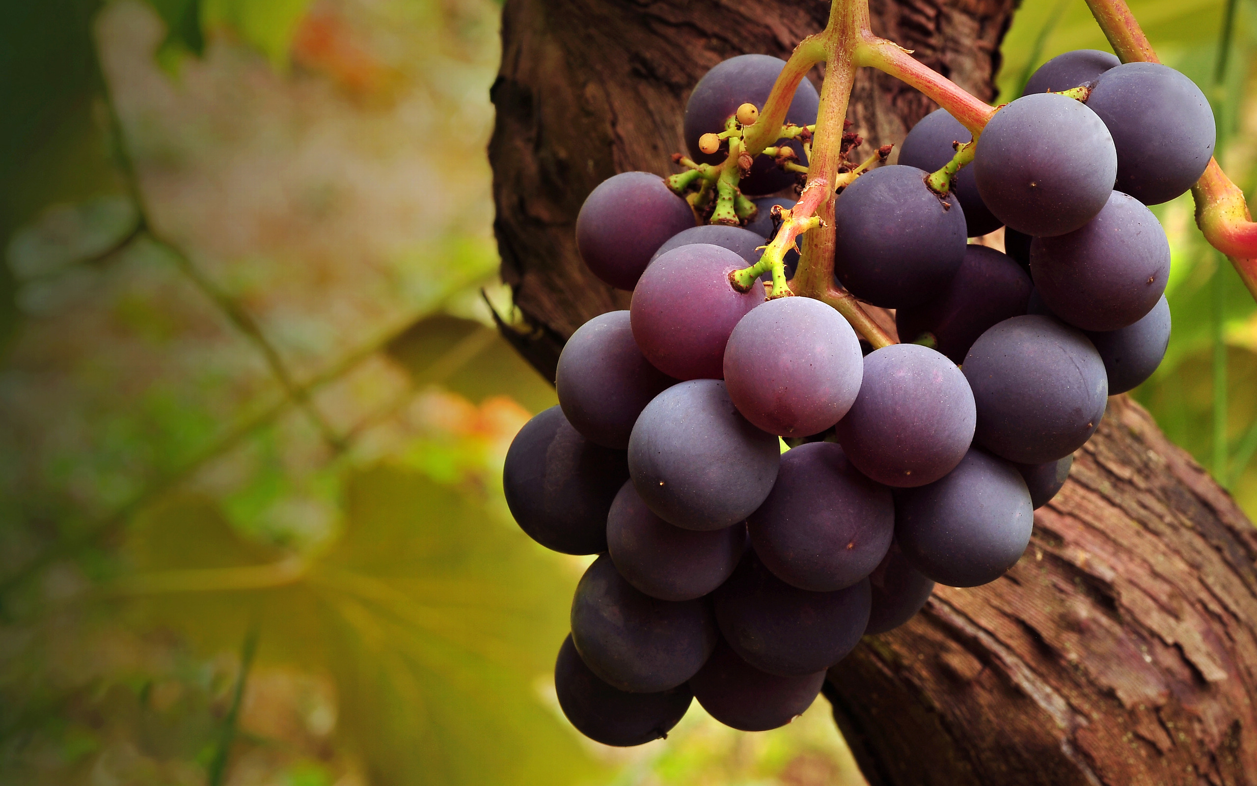 Rose Grapes wallpaper. Rose Grapes