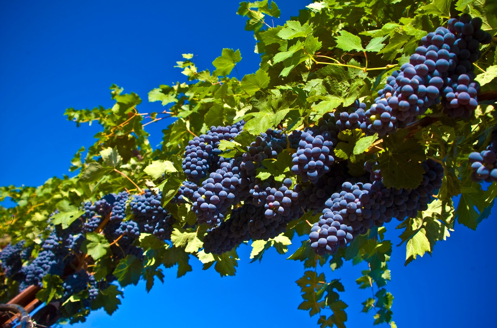 Wallpaper Box: Grapes Harvest Fall HD Wallpaper