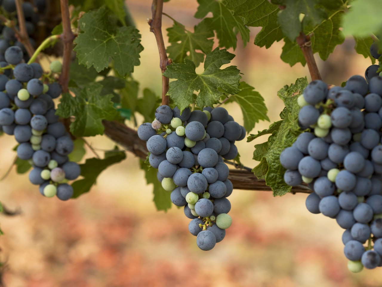 Autumn Grapes HD Wallpaper