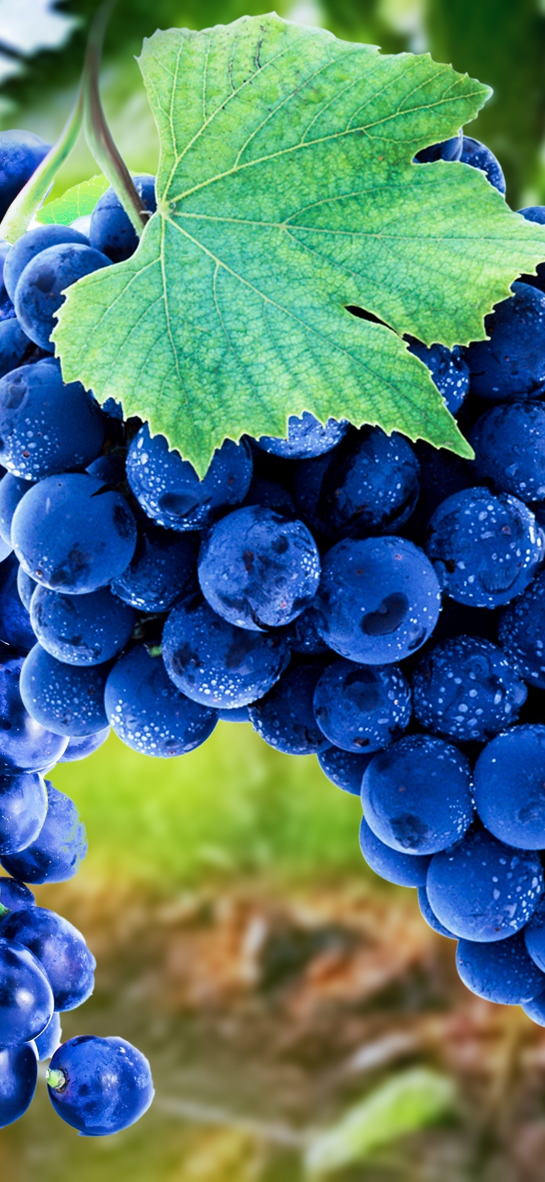 Download 1125x2436 wallpaper grapes, blue, fruits, ripen, iphone x 1125x2436 HD image, background, 16505