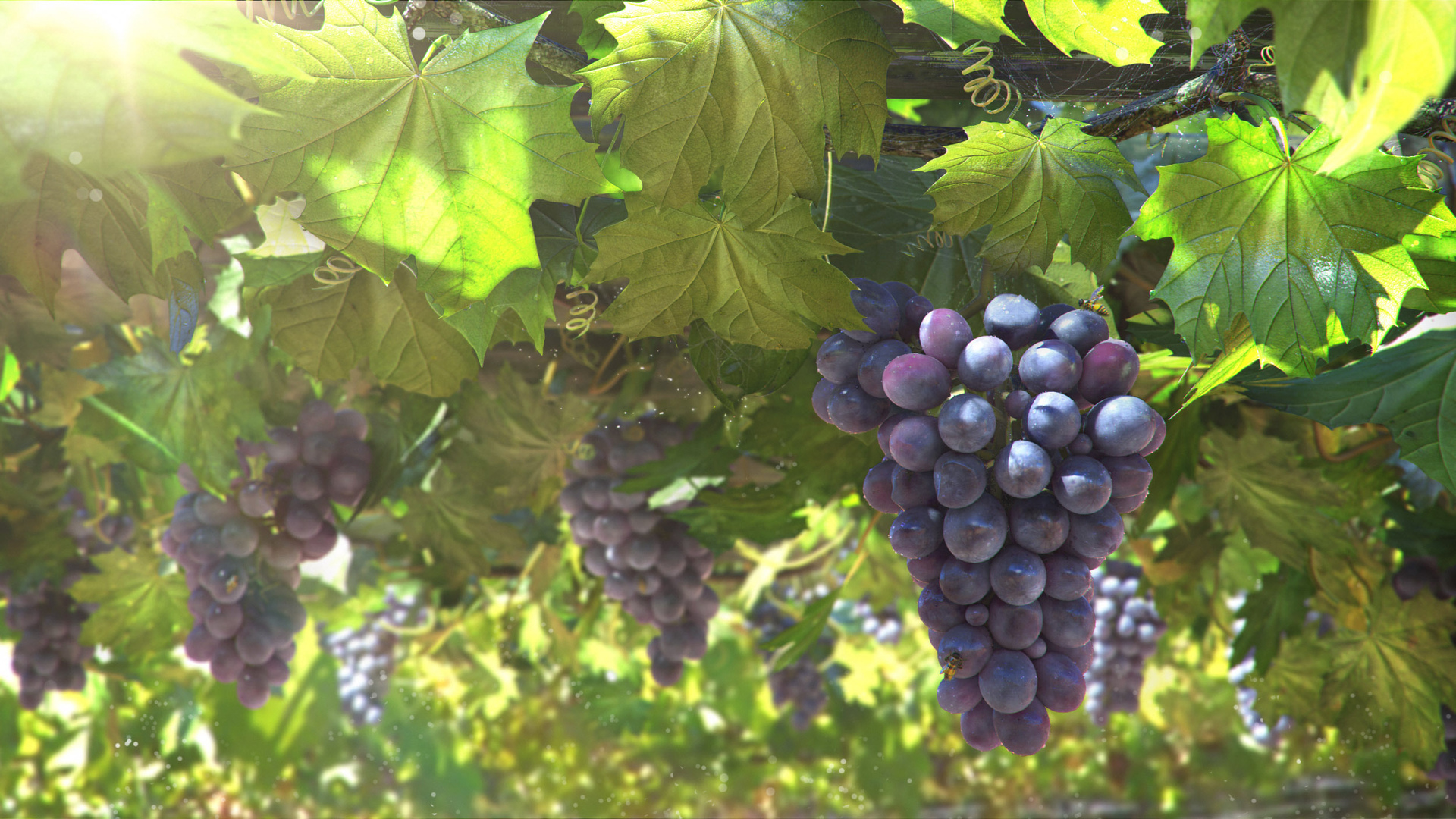 vine HD wallpaper, background
