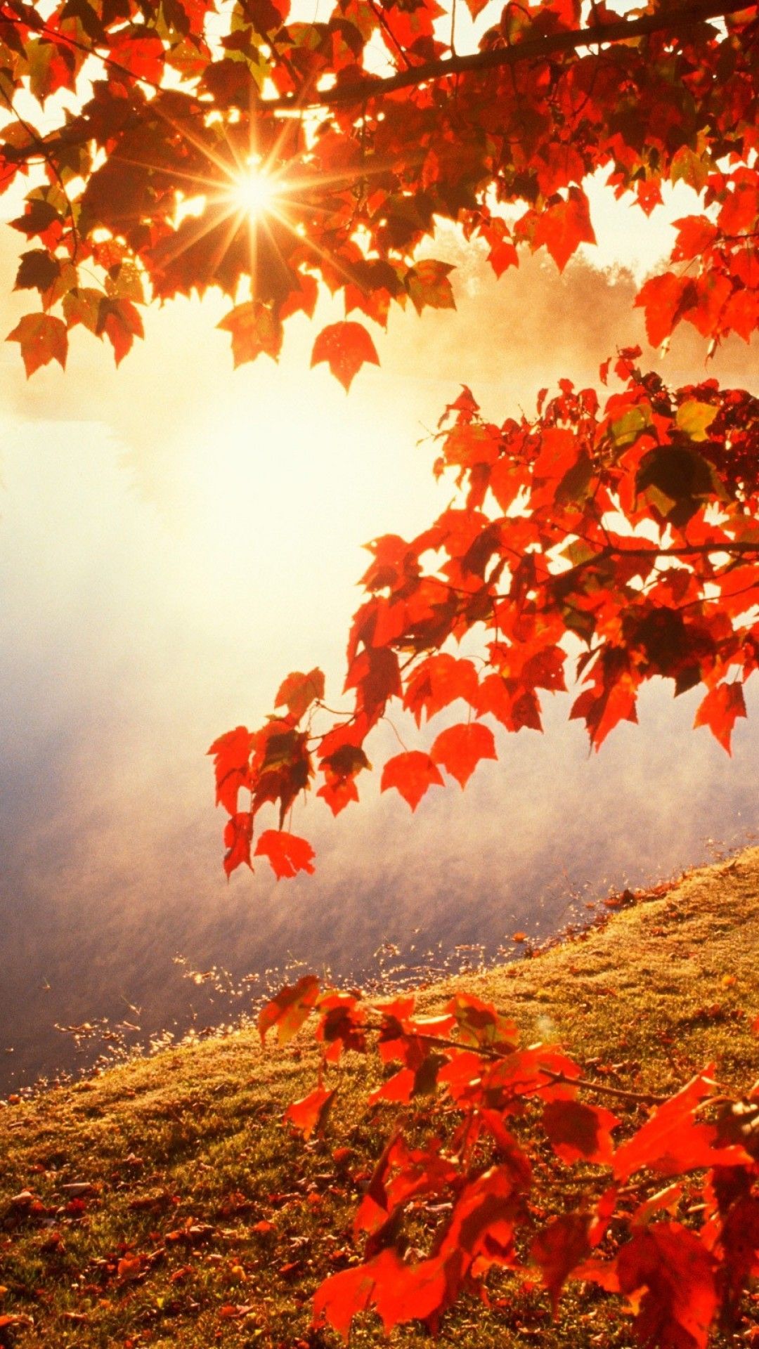 iPhone 6s Autumn Wallpaper
