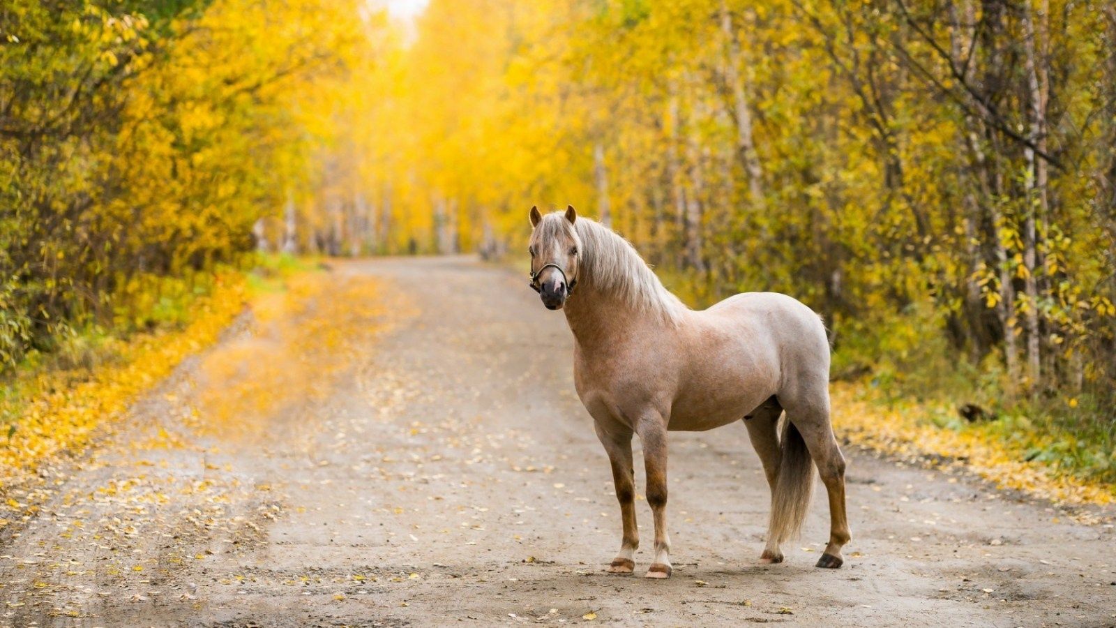 Autumn Horse Wallpaper