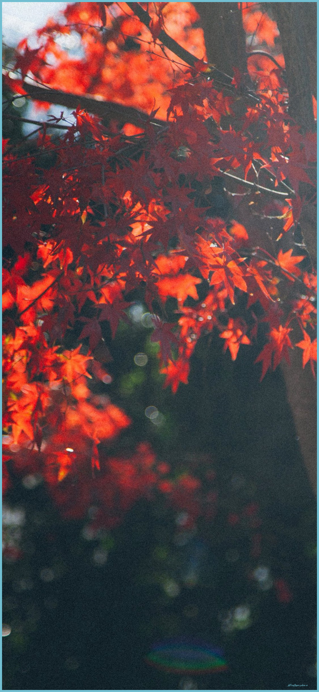 IPhone 6 Autumn Wallpaper Wallpaper iPhone Xr