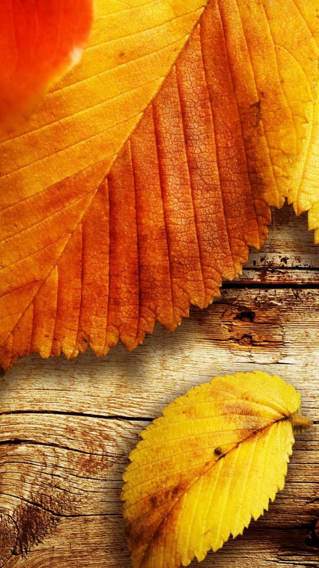 Autumn HD Wallpaper for iPhone 6s Plus
