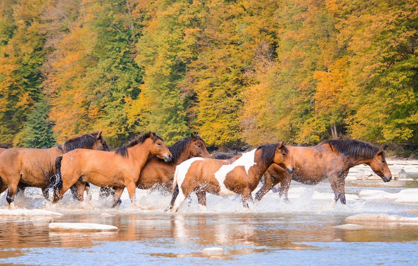 Wallpaper autumn, river, horses, horse, the herd image for desktop, section животные