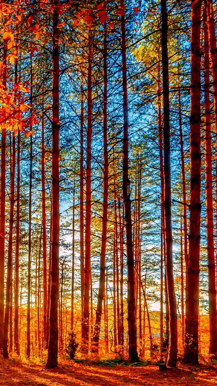 Autumn Forest Tall Trees Iphonewallpapers Ipod Wallpapers