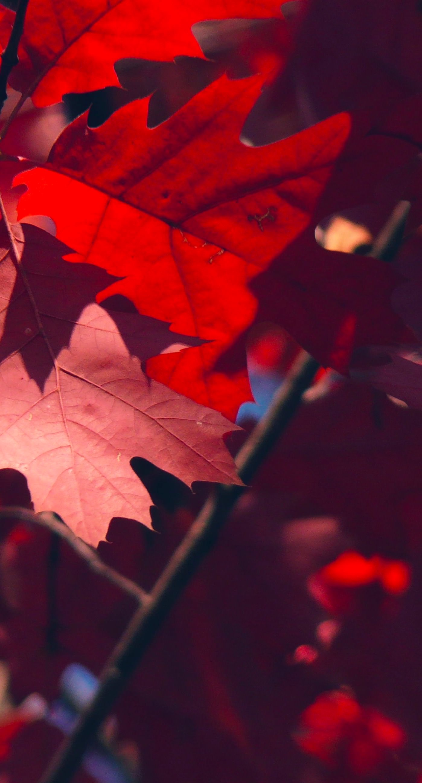 Natural red autumn leaves. wallpaper.sc iPhone6sPlus