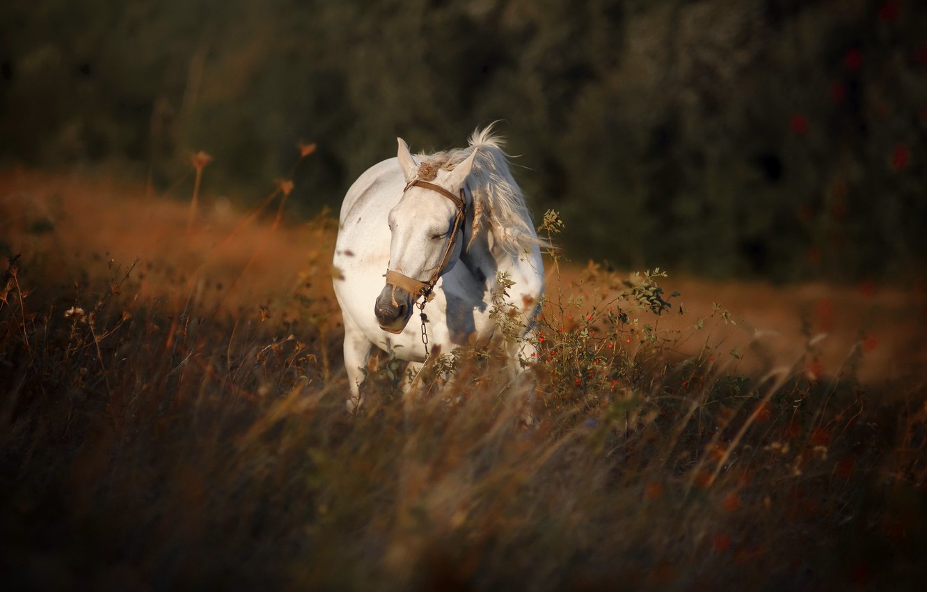 Wallpaper autumn, nature, horse image for desktop, section природа