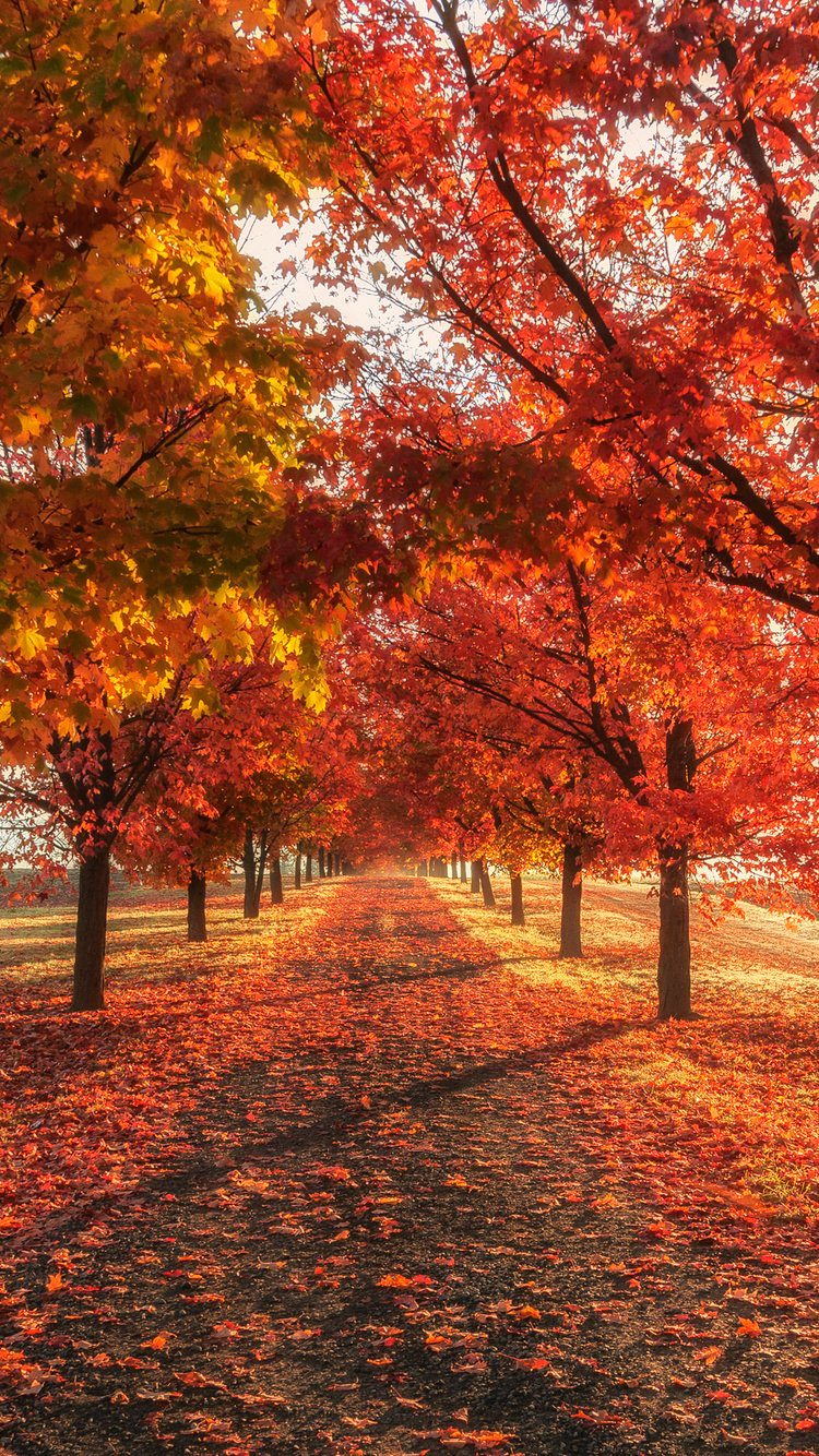 Autumn Fall Season Trees 4k iPhone iPhone 6S, iPhone 7 HD 4k Wallpaper, Image, Background, Photo and Picture