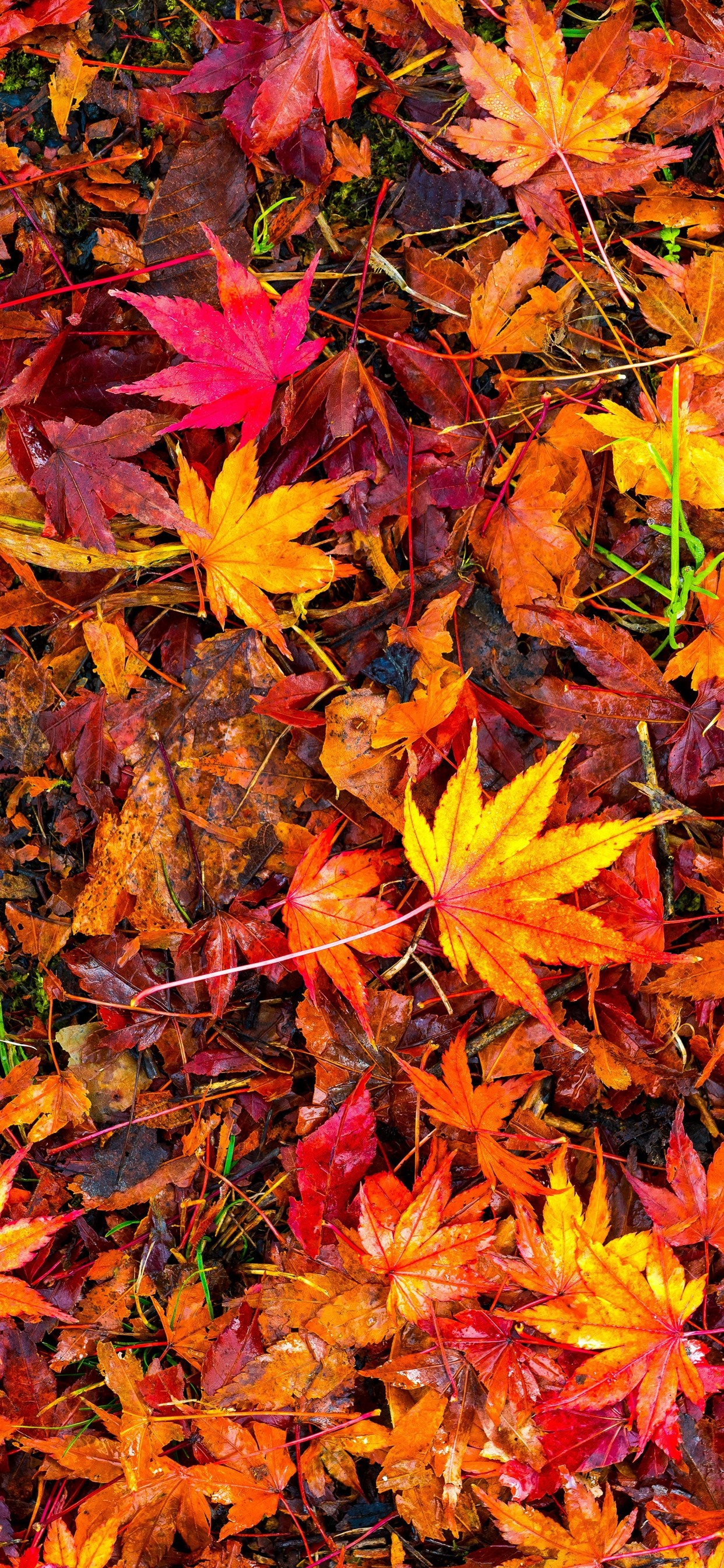 iPhone Wallpaper Many Red Maple Leaves, Ground, Autumn Leaves Wallpaper HD