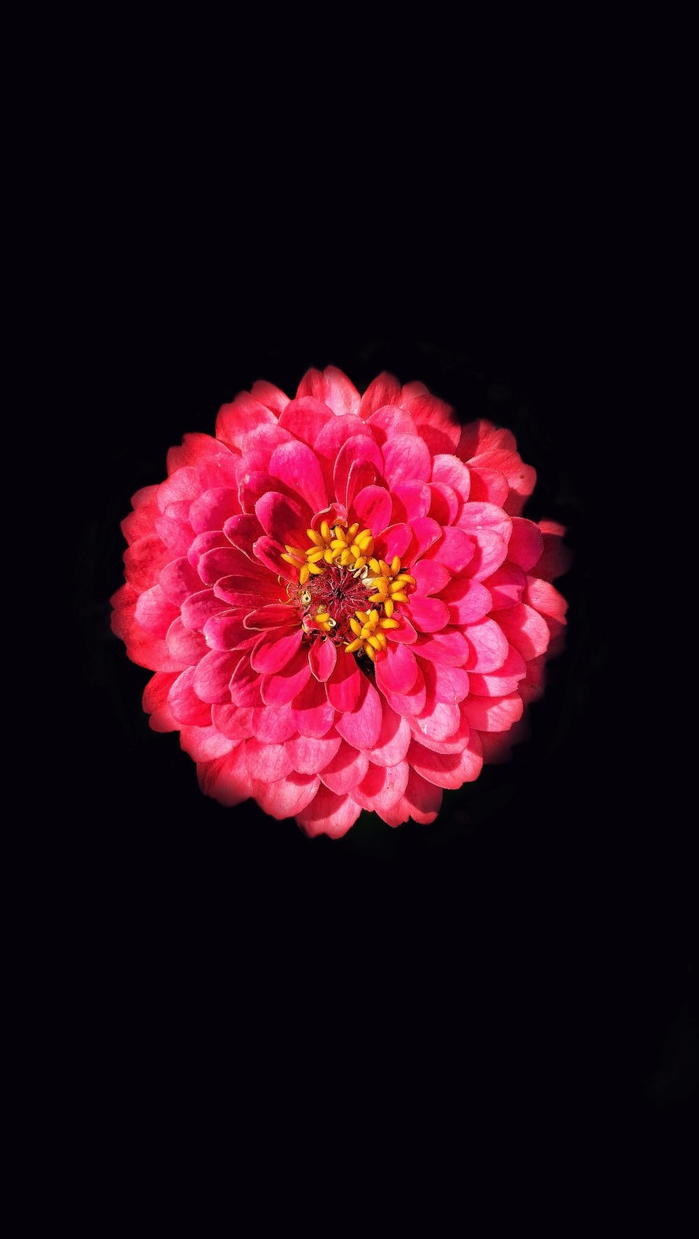pink flower with black background photo