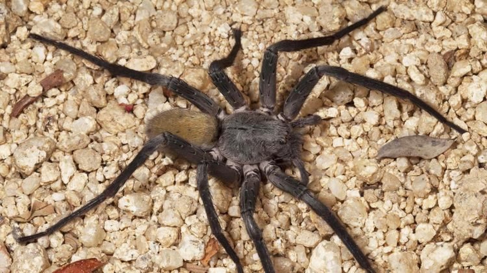 Meet the 1,000 Spider Species Living in Caves. Some Feed on Fish and Frogs