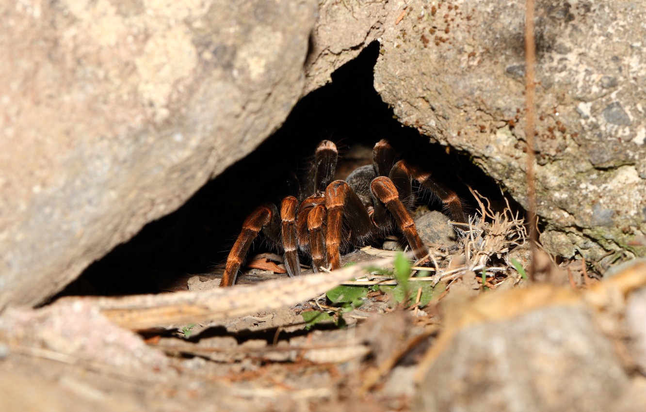 Wallpaper spider, legs, cave, hairs image for desktop, section макро