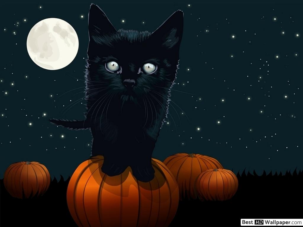 Black cat bad luck HD wallpaper download
