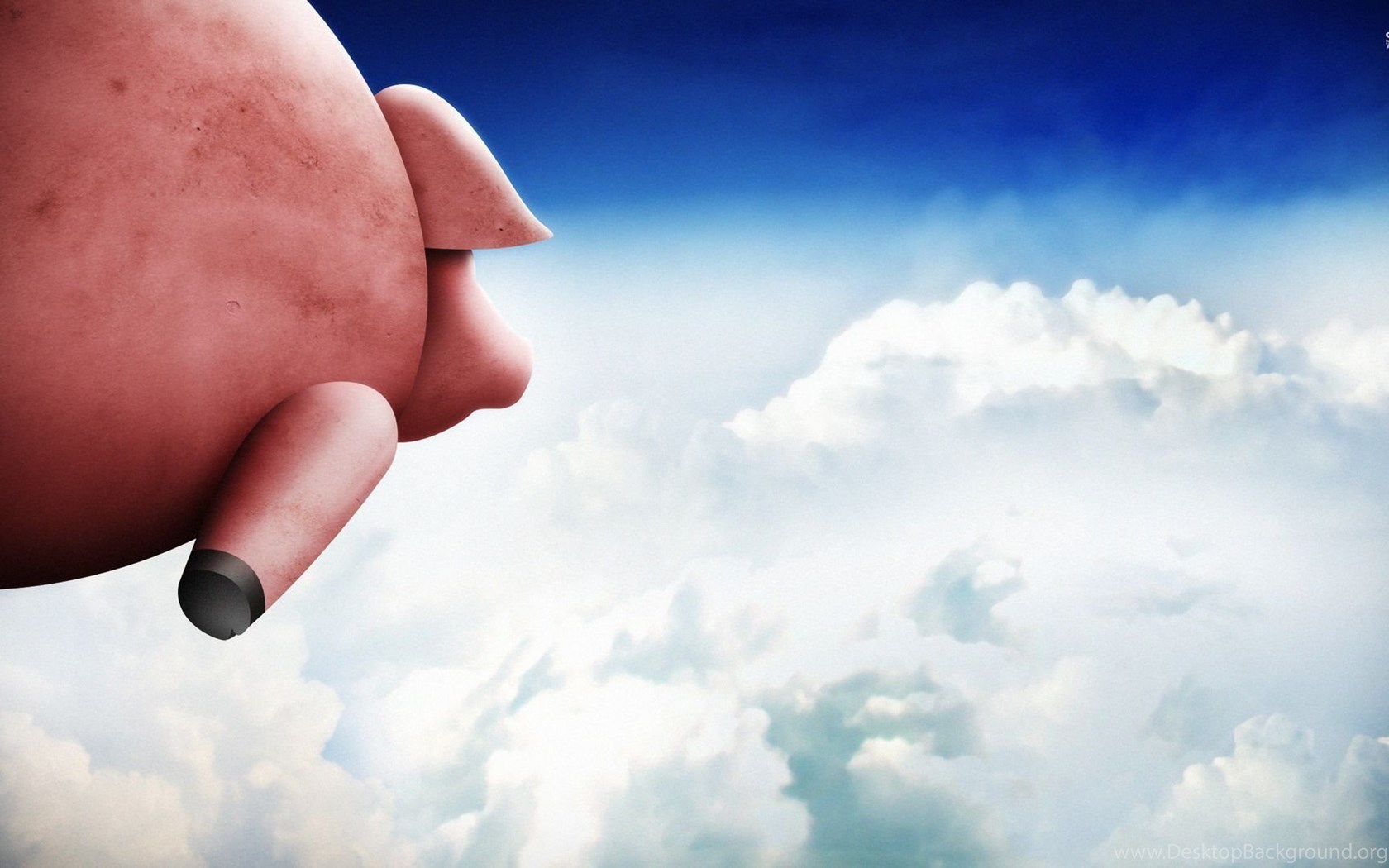 Flying Pig Wallpaper Funny Wallpaper Desktop Background