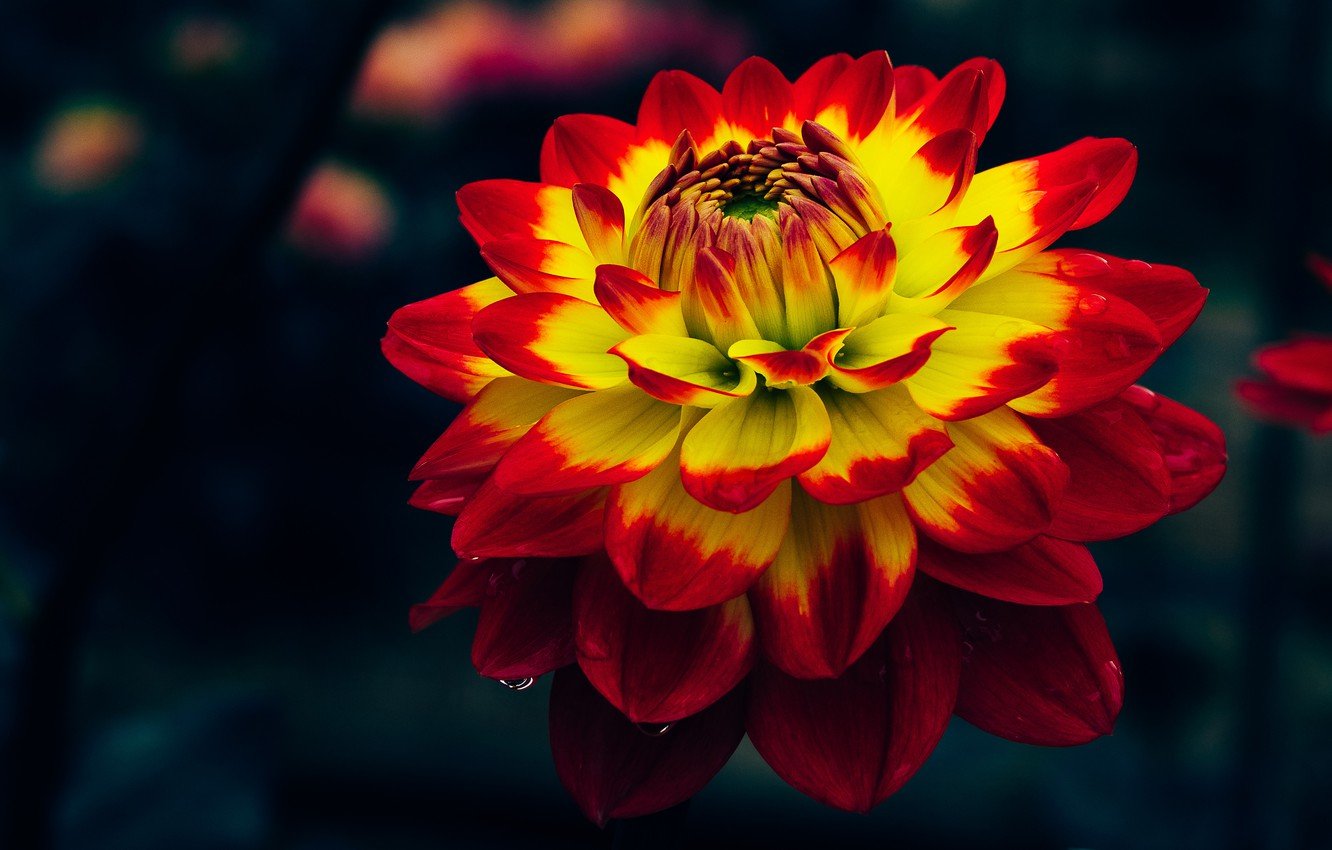 Wallpaper Flower, Macro, The Dark Background, Two Tone, Dahlia, Bright, Yellow Red Image For Desktop, Section цветы