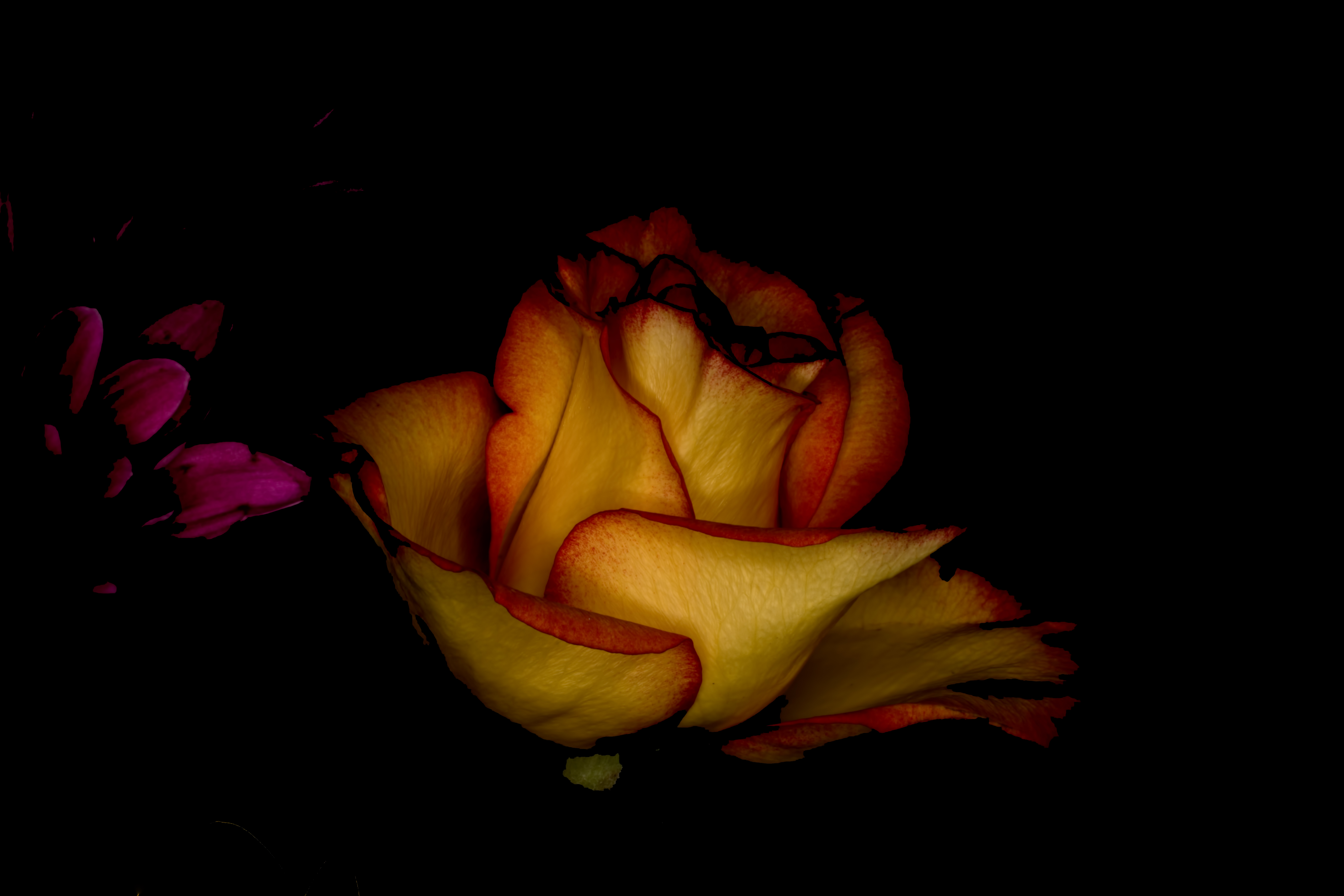 Wallpaper, black, dark, red, winter, purple, closeup, green, yellow, Wisconsin, flower, bloom, flora, bud, darkness, petal, computer wallpaper, flowering plant, close up, macro photography, plant stem, still life photography, garden roses