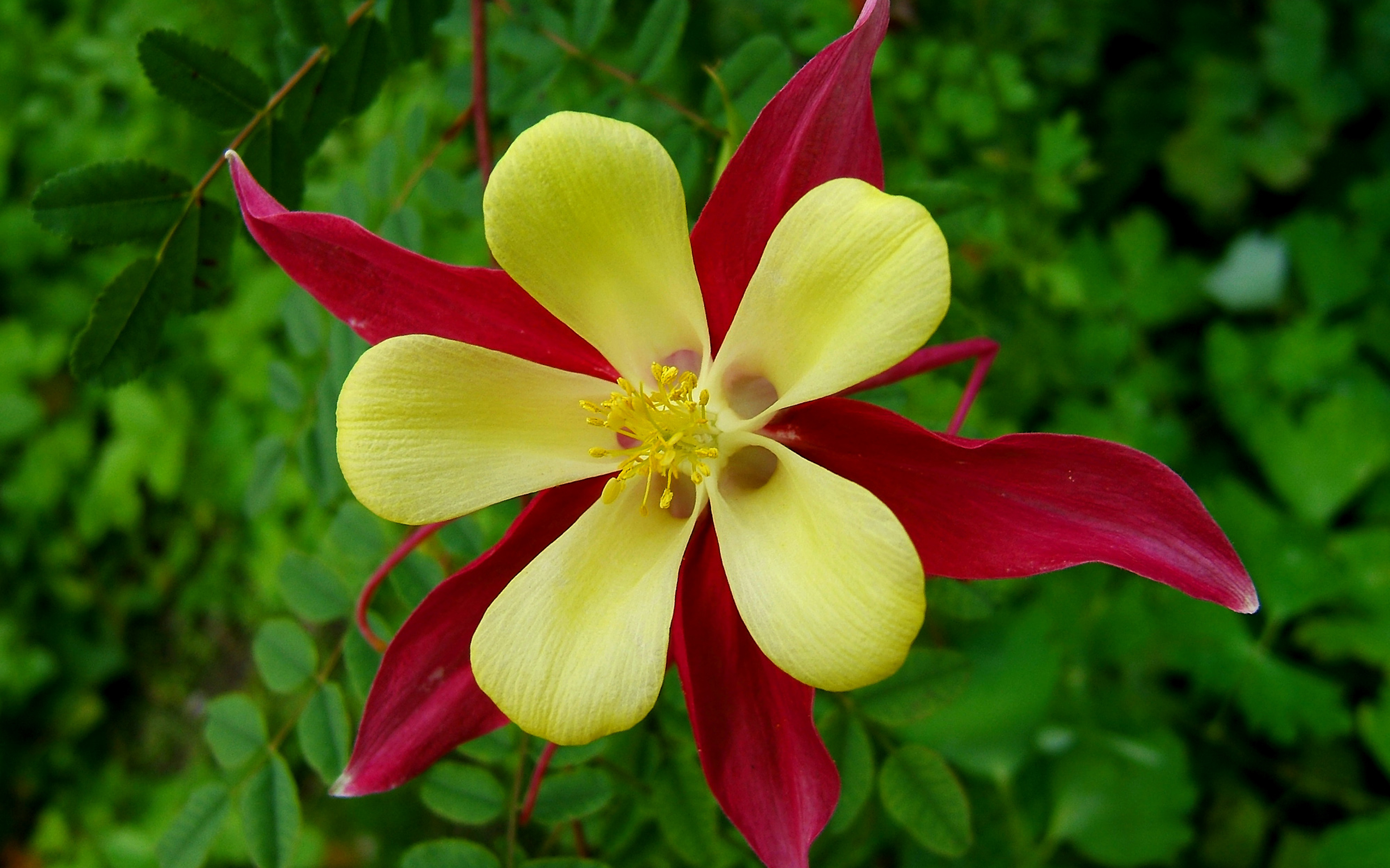 Mckana Giants Columbine Flower Mix Yellow And Dark Red Wallpaper For Mobile Phones Tablet And Pc 3840x2400, Wallpaper13.com