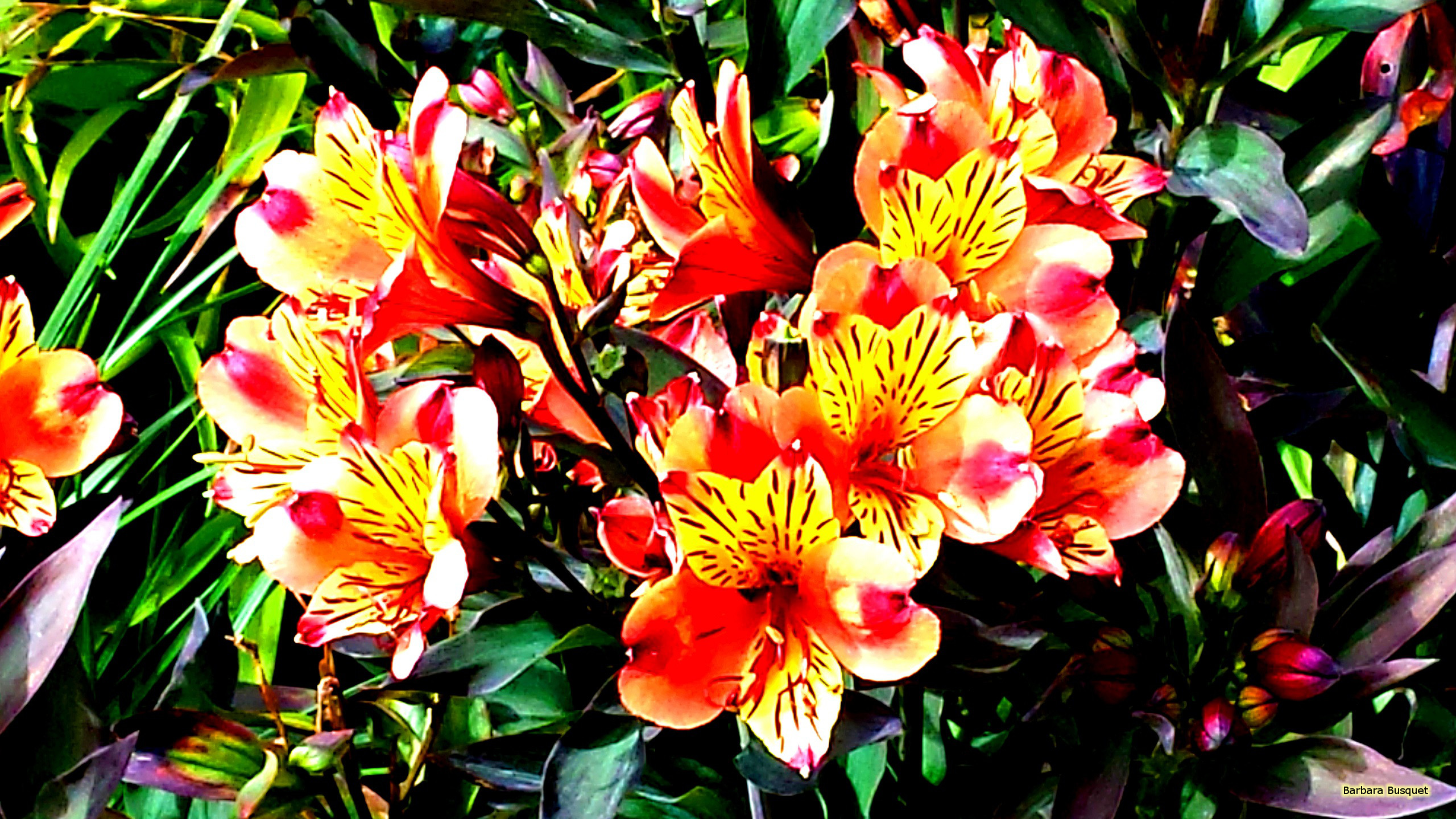 Peruvian Lilies's HD Wallpaper