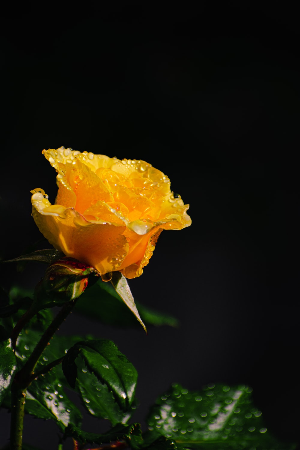 Yellow Rose Picture [HD]. Download Free Image