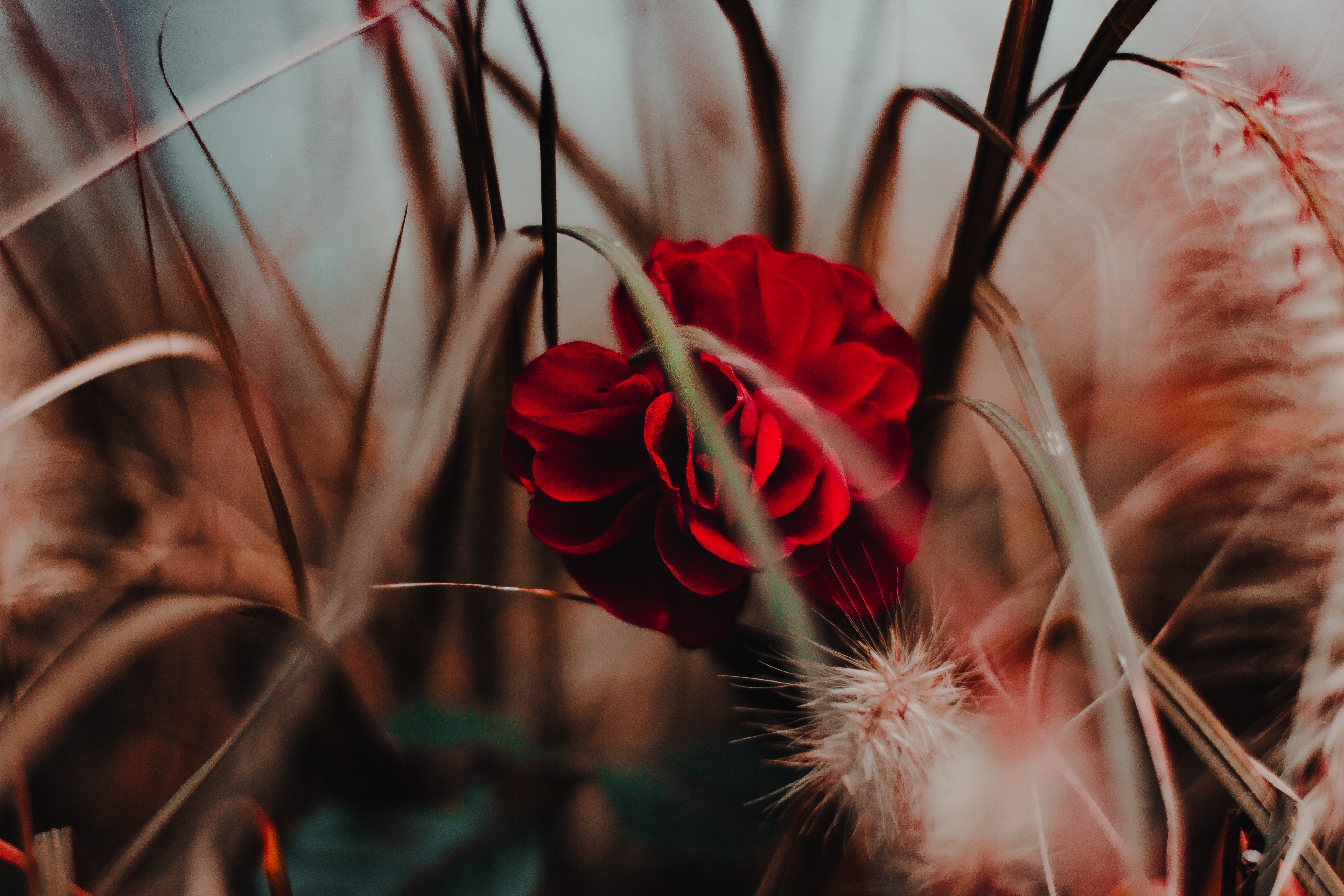 5184x3456 #grass, #soft, #nature, #lush, #plant, #orange, #red, # dark, #petal, #Creative Commons image, #yellow, #flower, #blur, #rose, #bokeh, #closeup. Mocah HD Wallpaper