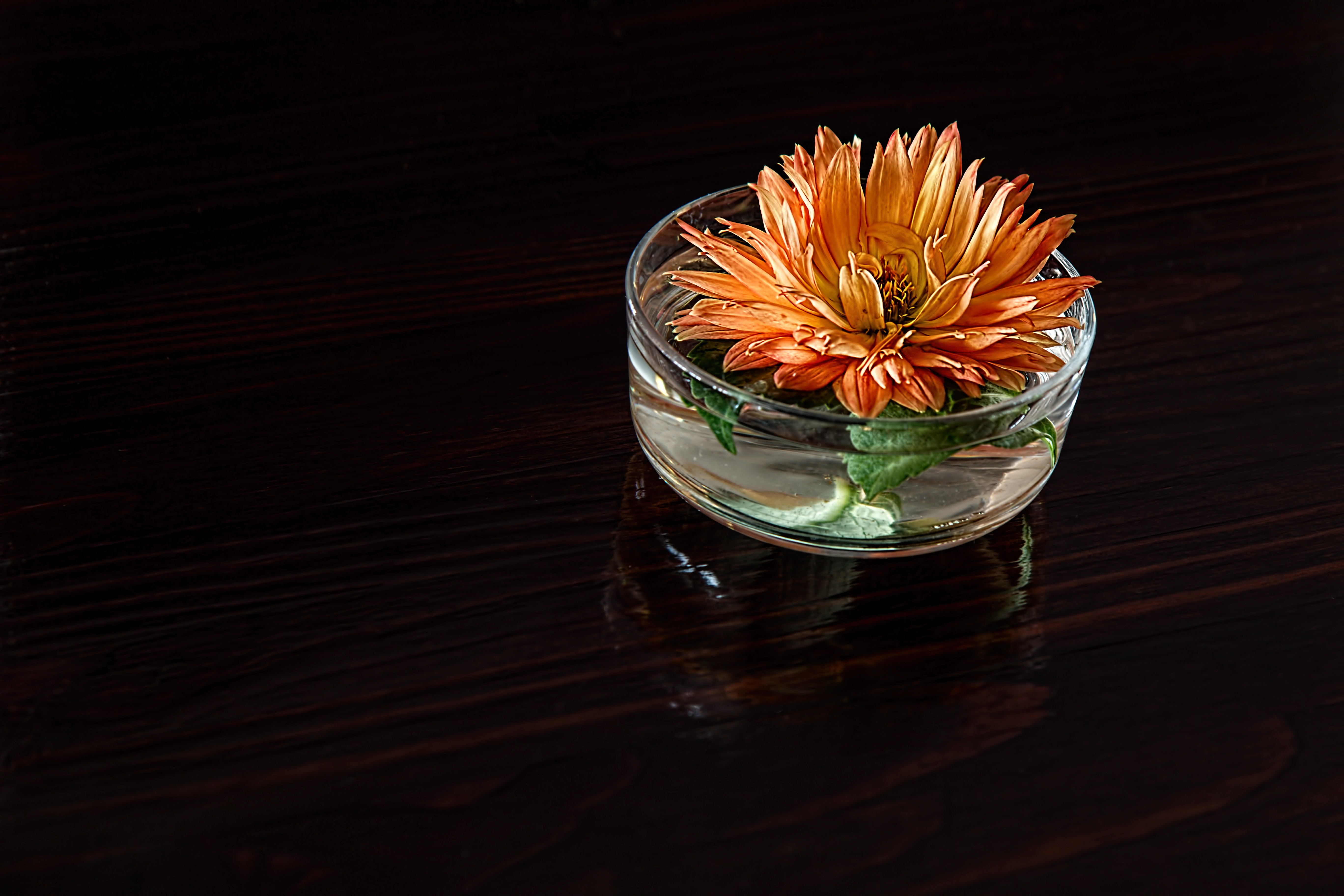 Free Image, blossom, light, leaf, flower, petal, bloom, glass, alone, vase, green, reflection, red, color, drink, darkness, yellow, lighting, still life, painting, close up, dahlia, single, dark background, macro photography, desktop