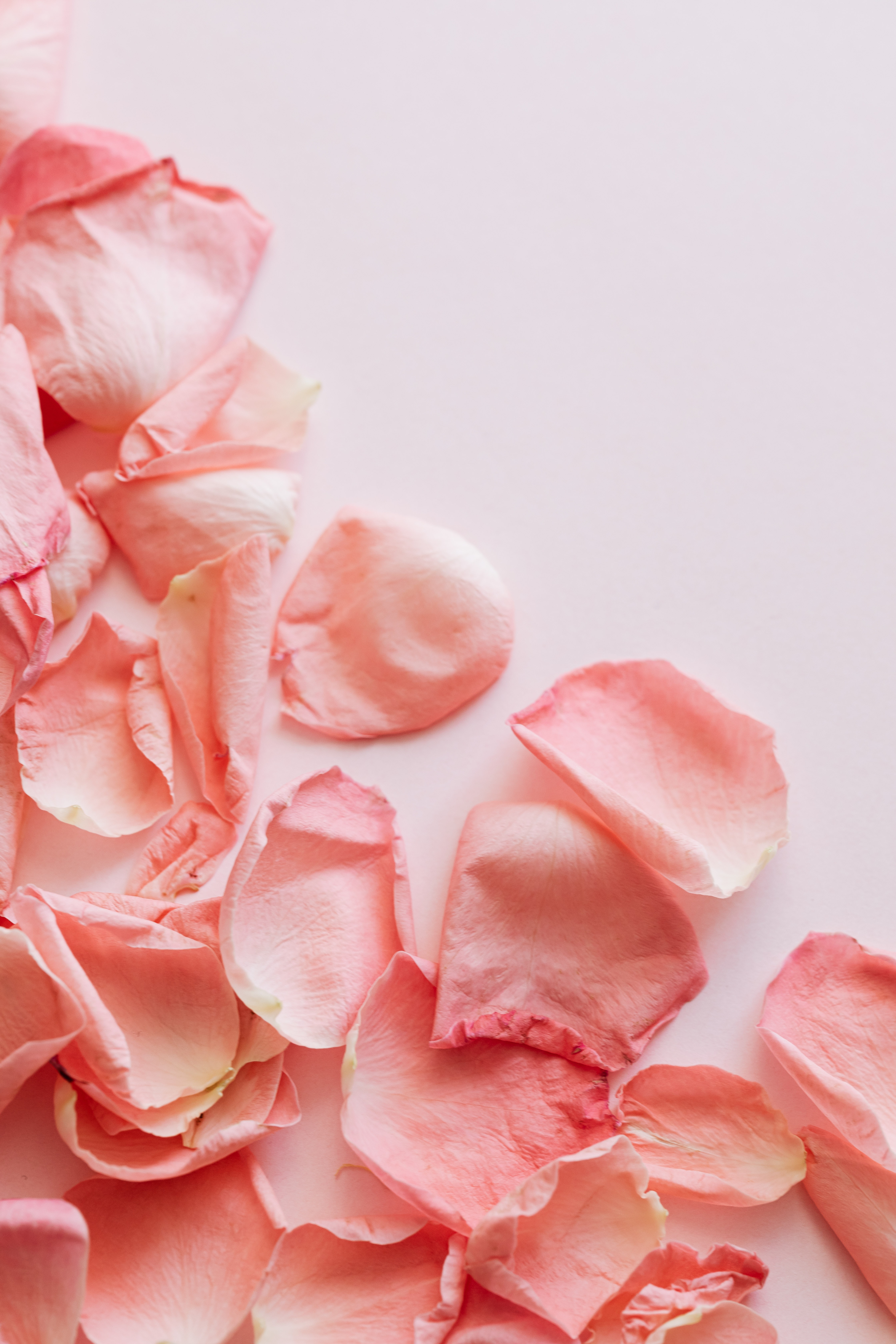 Bunch of Pink Rose Petals On Light Surface · Free