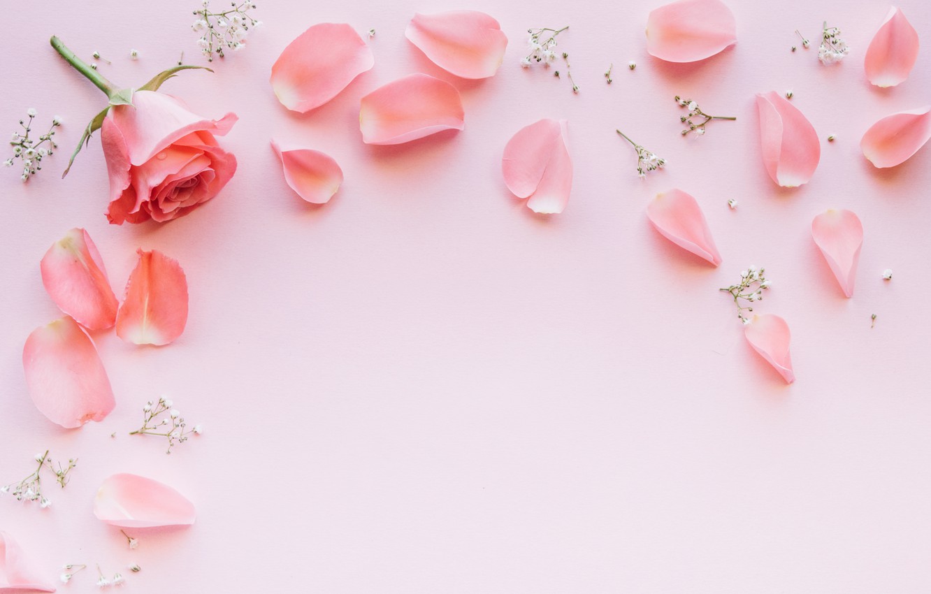 Photo Wallpaper Flowers, Roses, Petals, Pink, Rose, Pink Rose Background HD Wallpaper