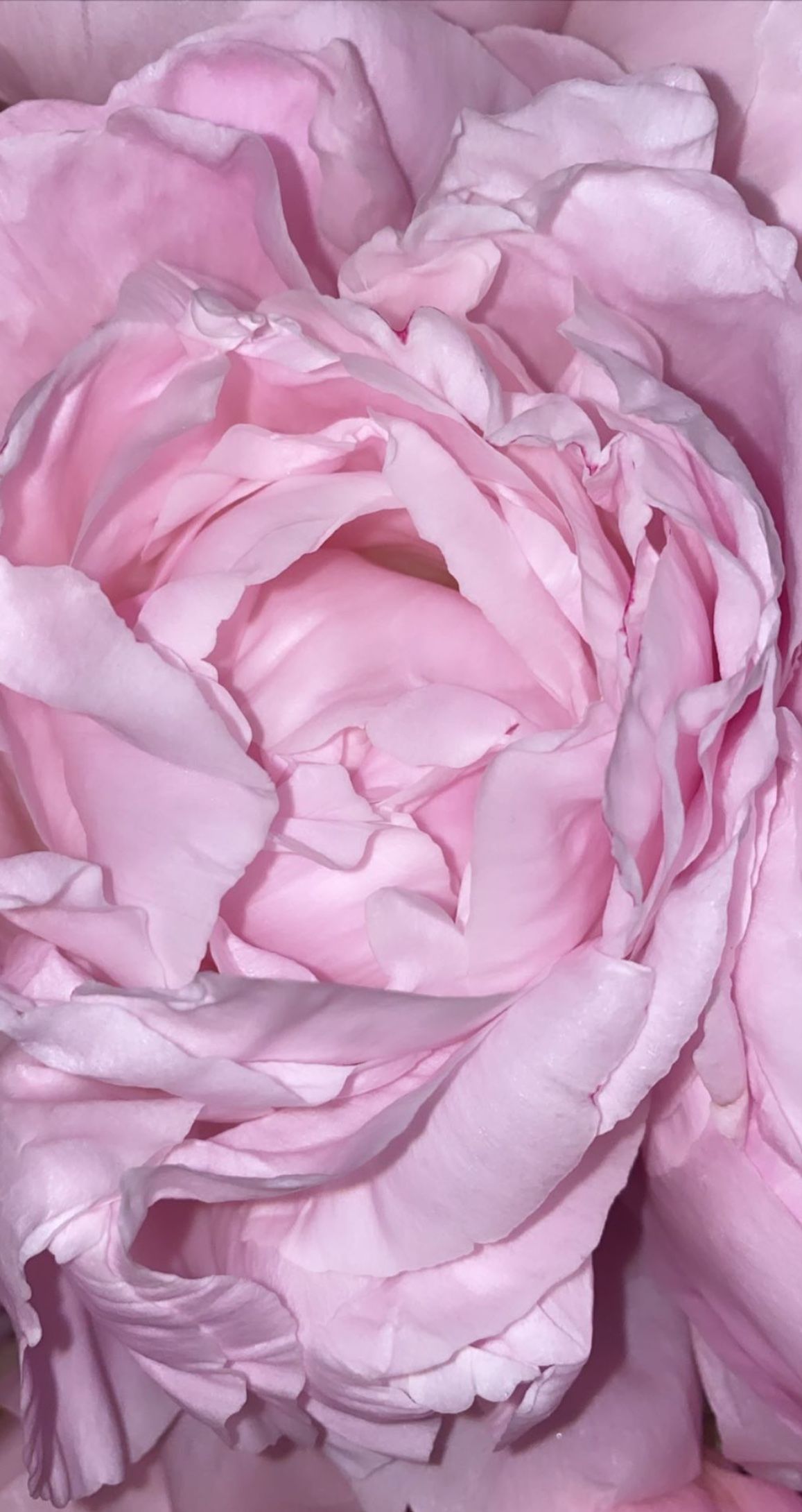 Light Pink Rose Petal Wallpaper. Light pink rose, Flower wallpaper, Rose petals