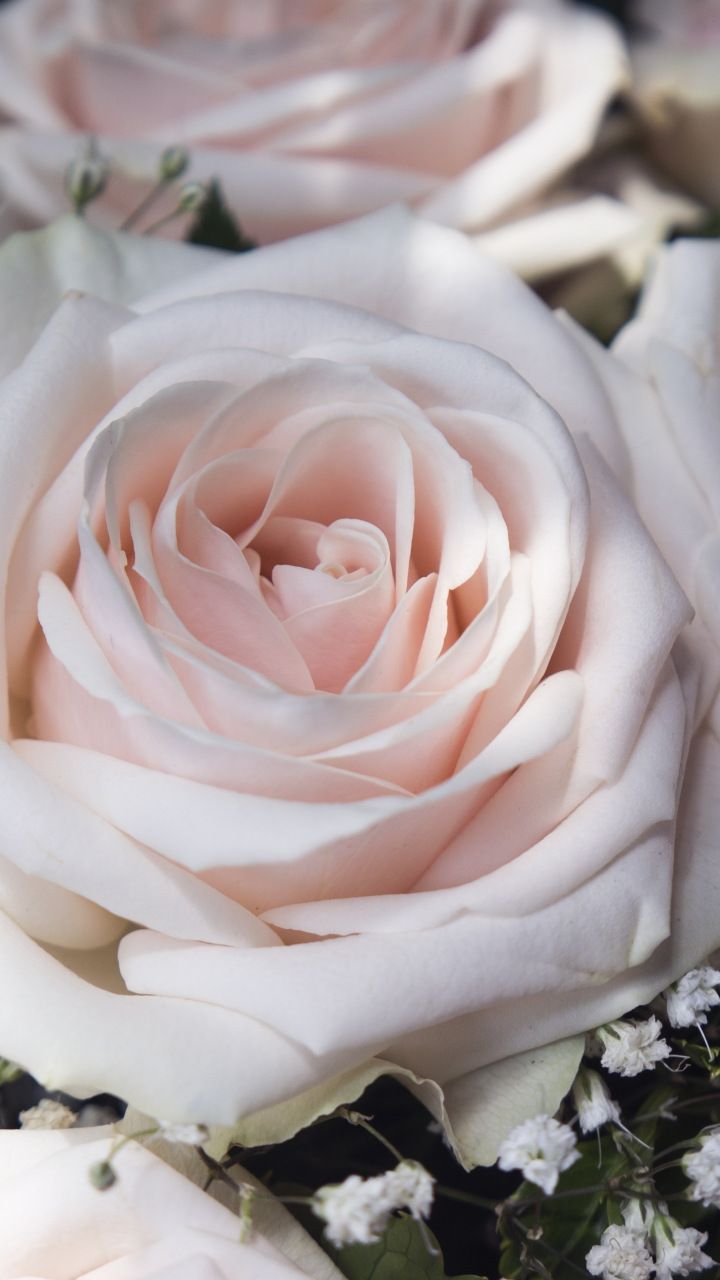 Light pink, flowers, close up, roses, 720x1280 wallpaper. Light pink flowers, Pink roses background, Rose flower wallpaper