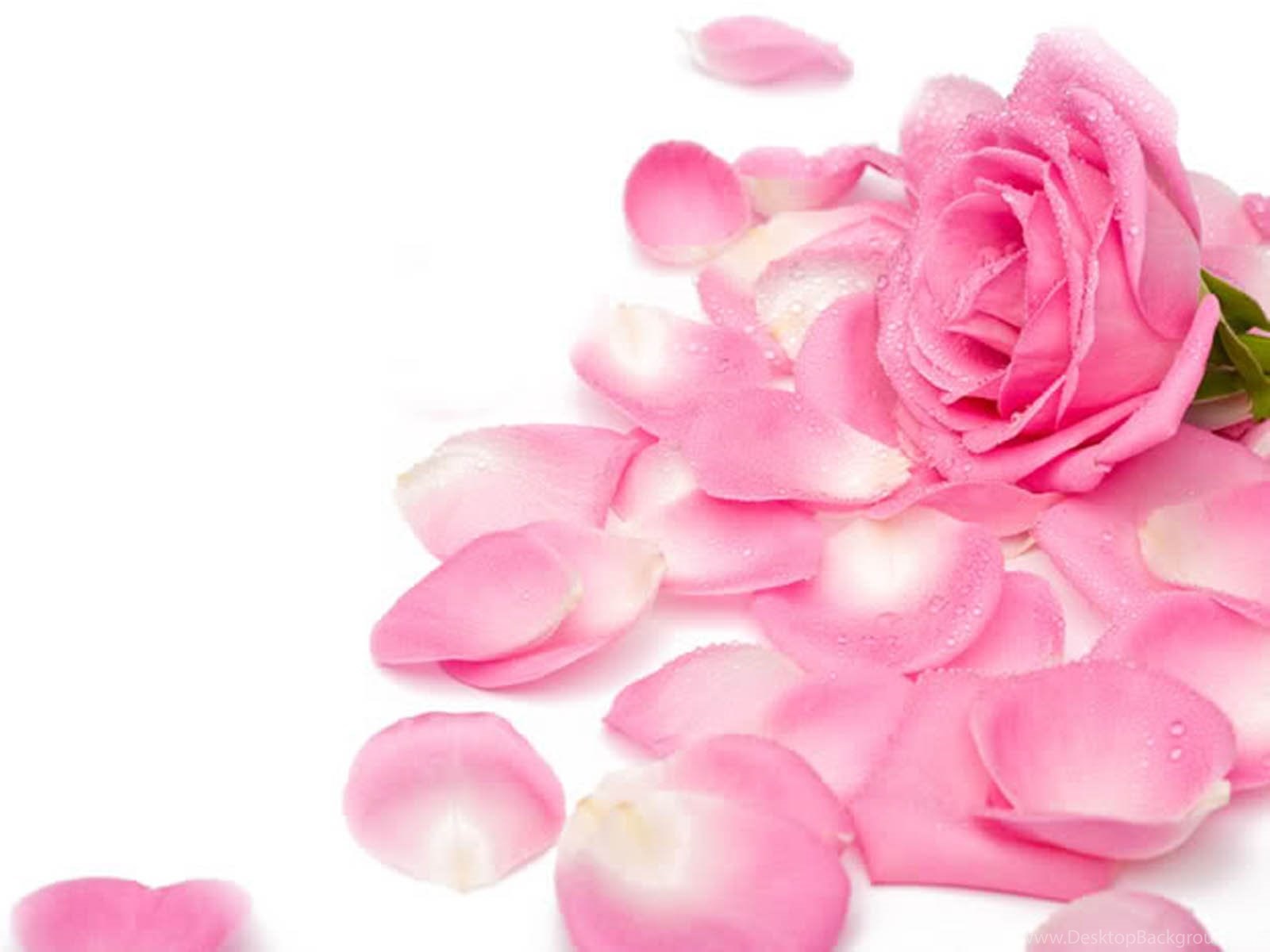 HD Wallpaper 1080p Pink Rose Petals Desktop Background