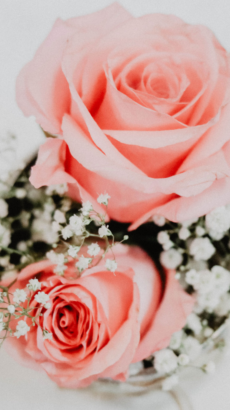 Two pink rose flowers wallpaper, petal, flat lay, leaf, leaves, bouquet • Wallpaper For You HD Wallpaper For Desktop & Mobile