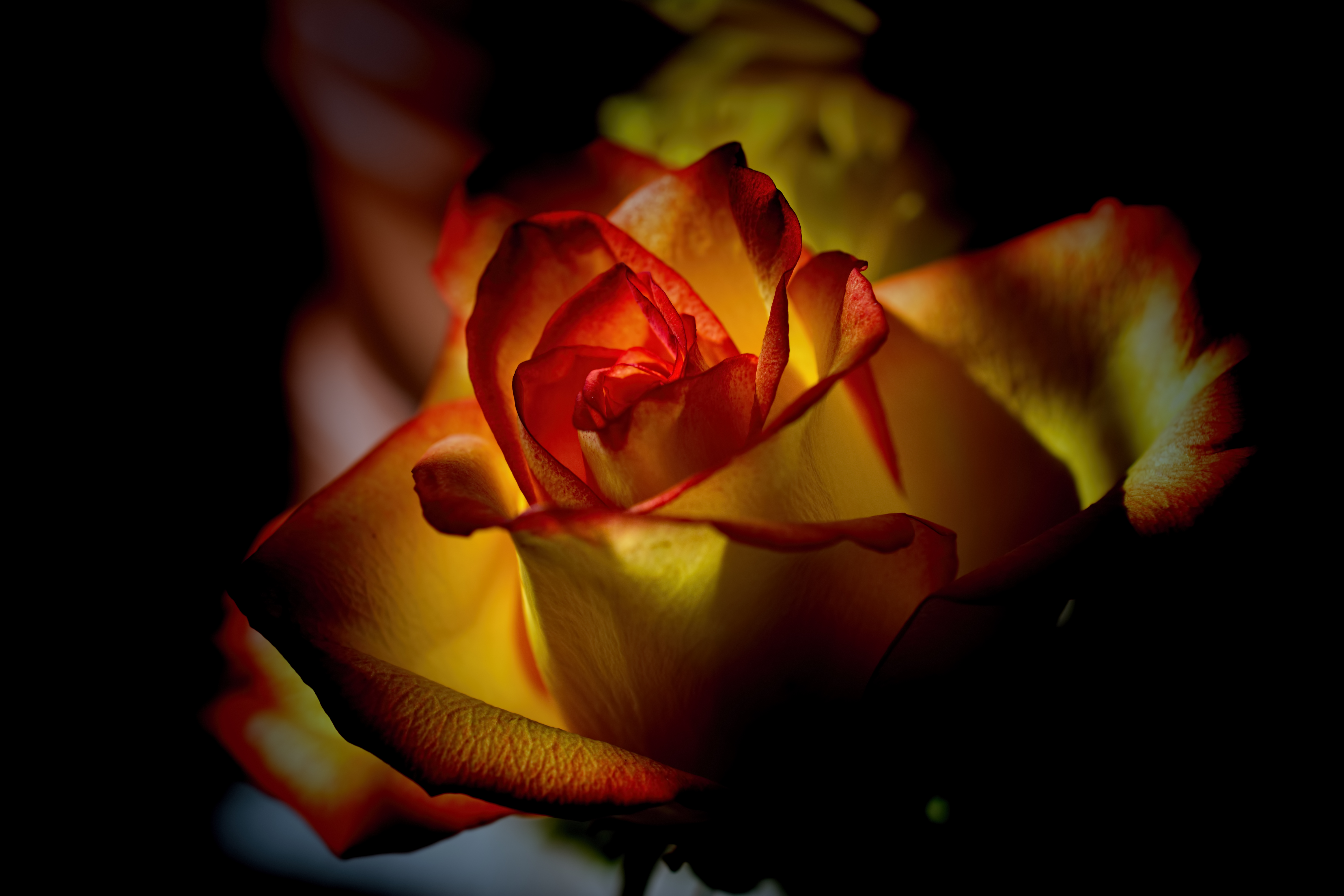 Wallpaper, sunlight, red, sky, winter, closeup, yellow, Wisconsin, light, flower, flora, bud, darkness, petal, computer wallpaper, flowering plant, close up, macro photography, plant stem, still life photography, garden roses, rose family