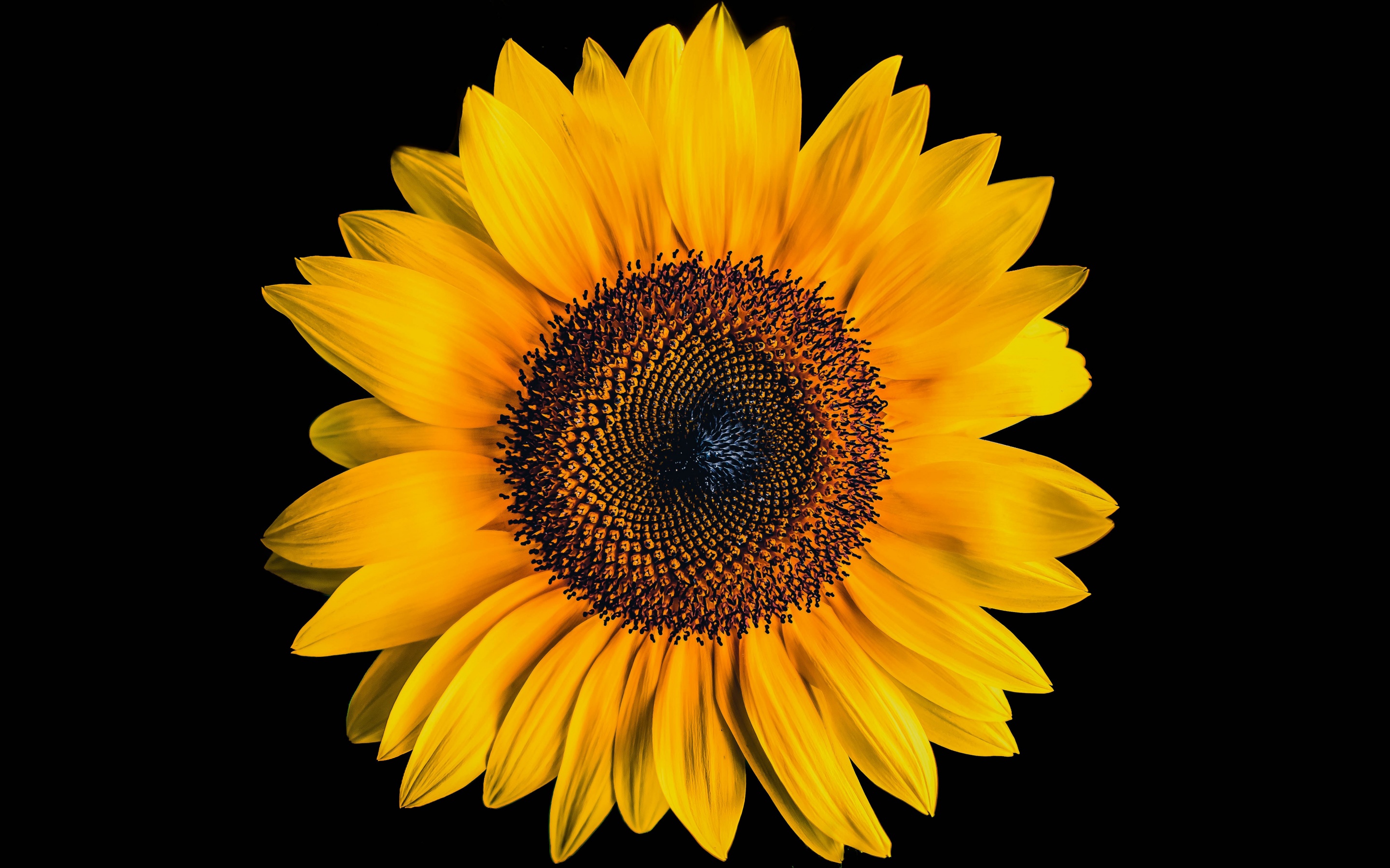 Sunflower Wallpaper 4K, Black background, Flowers