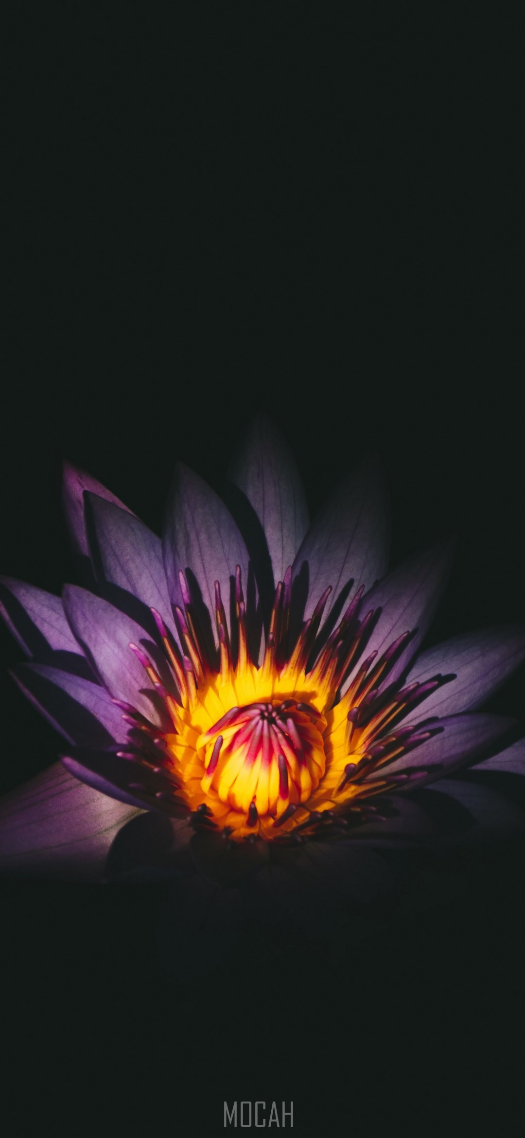 a close up of a dark purple flower with a yellow center against a black background, dark purple flower, Oppo A7x full HD wallpaper, 1080x2340. Mocah HD Wallpaper