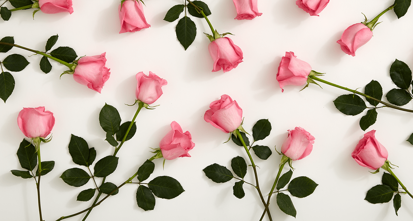 pink roses wallpaper, Flower wallpaper, Photography wallpaper