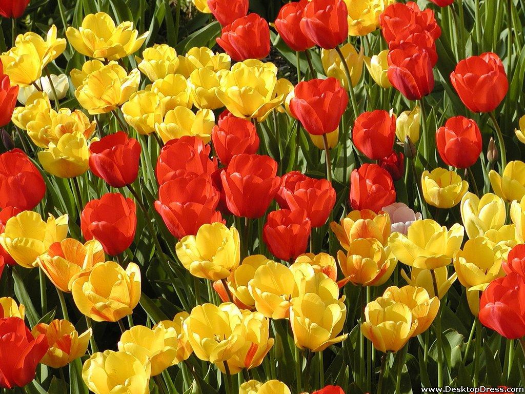 Dark Red Yellow Flowers Petals Wallpapers Wallpaper Cave
